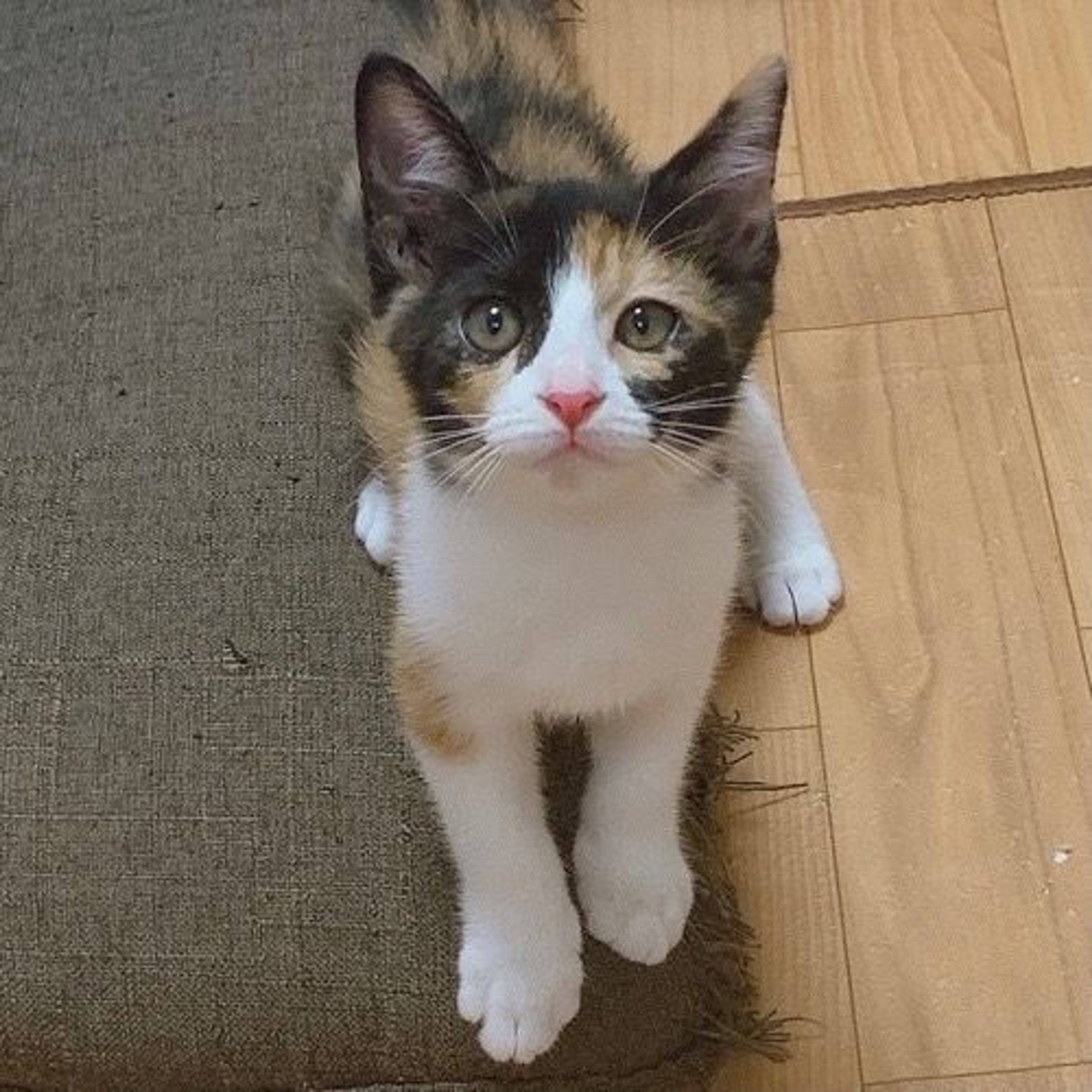 雑種（ミックス猫）・メスの里親募集の写真