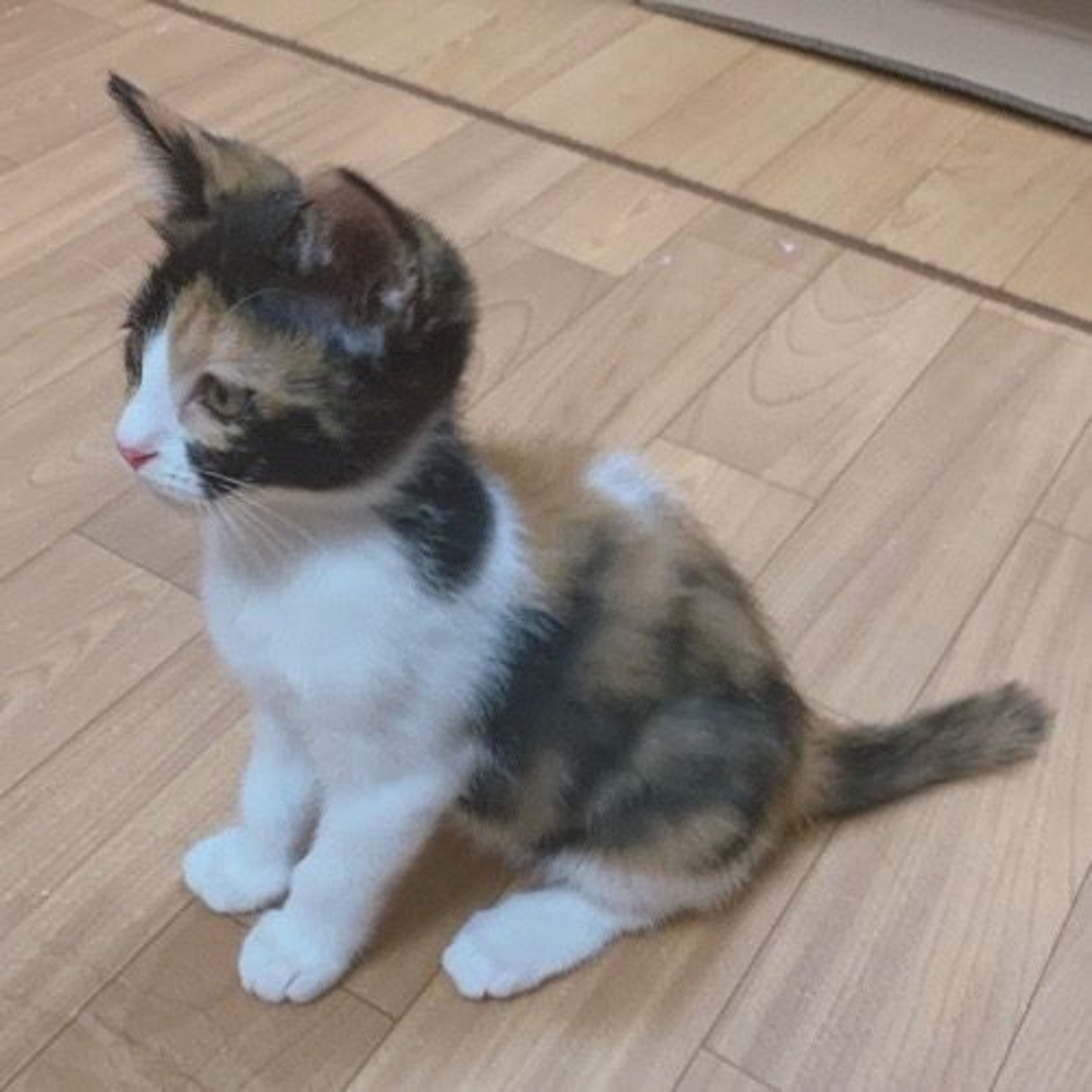 pet-image-3