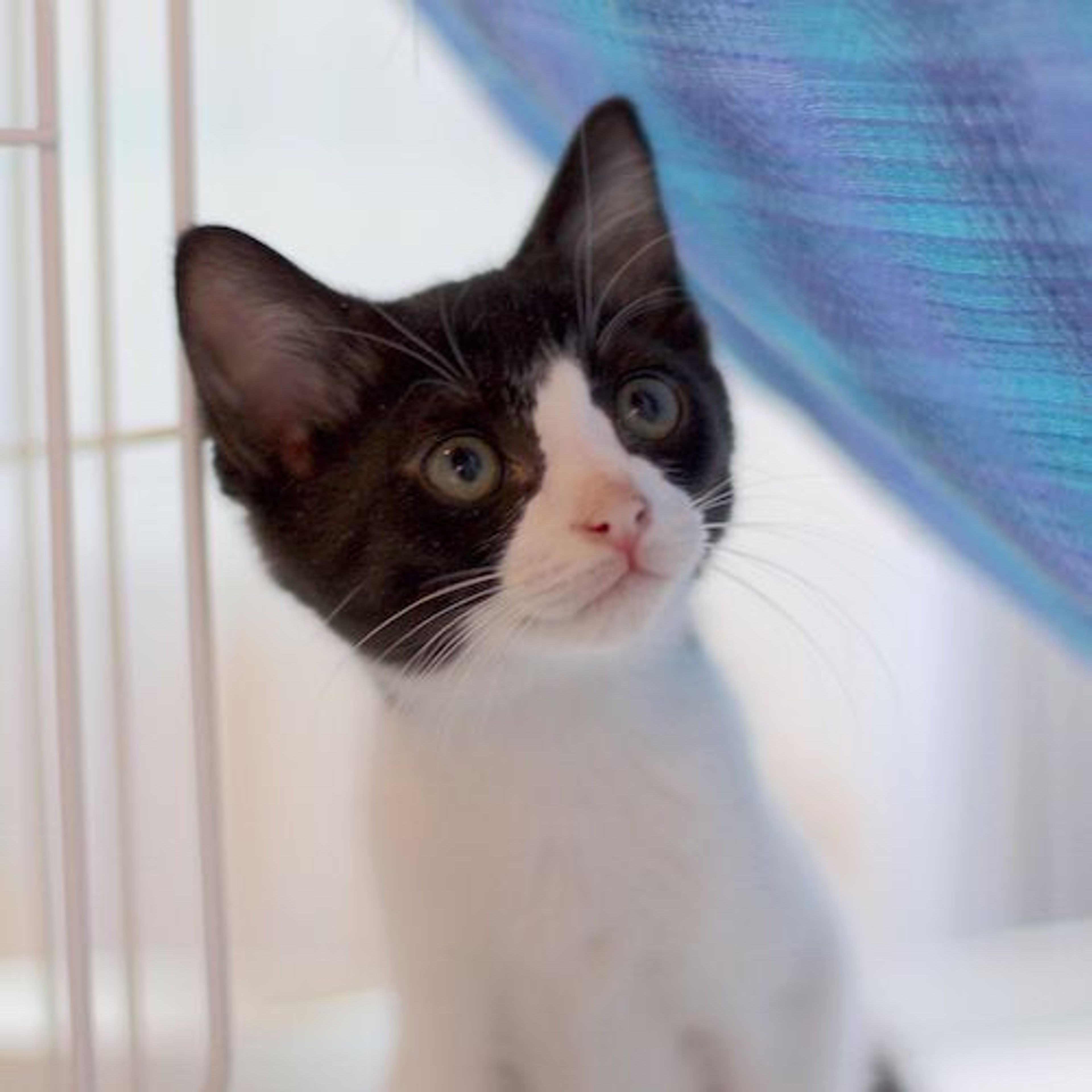 pet-image-3
