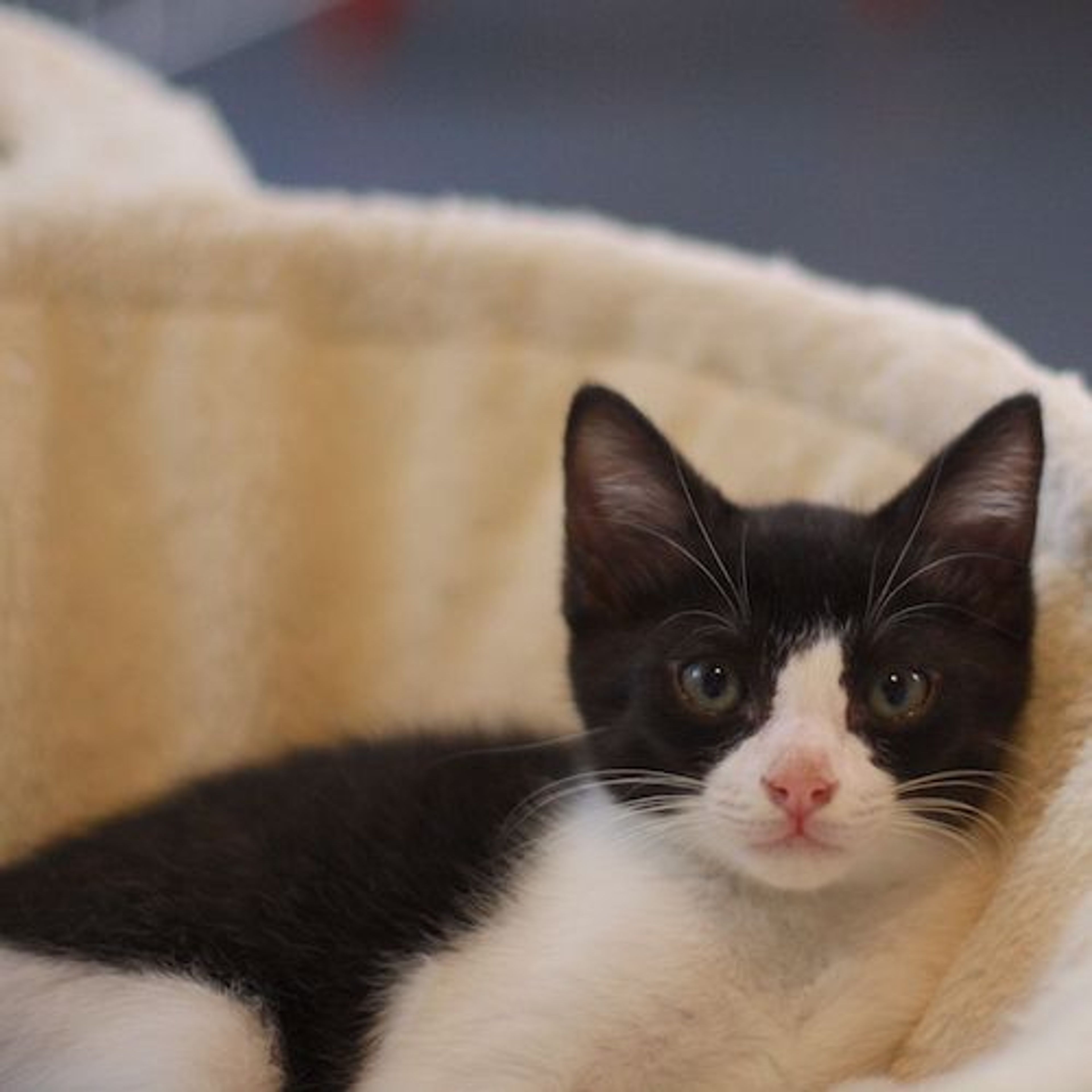 pet-image-4