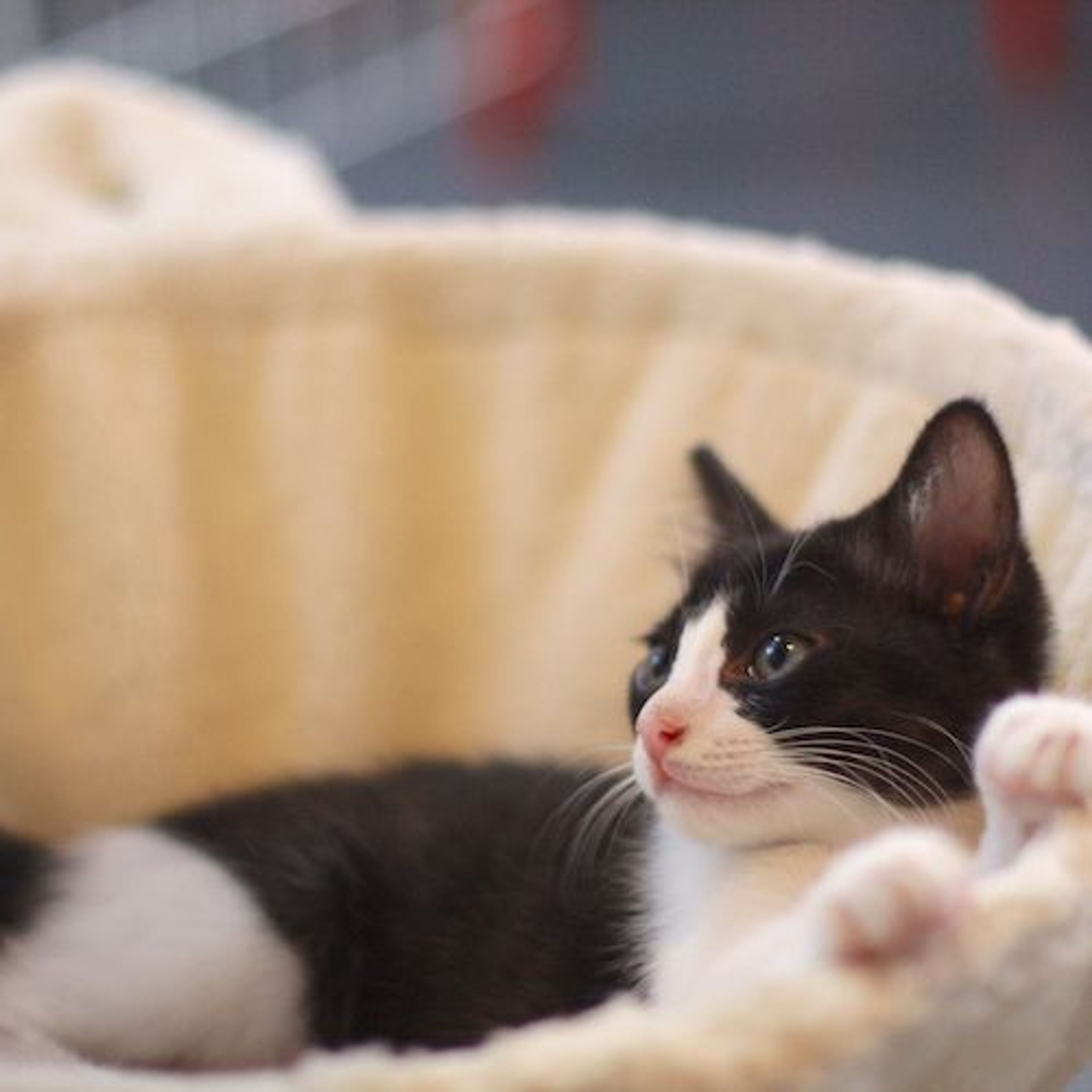 pet-image-5