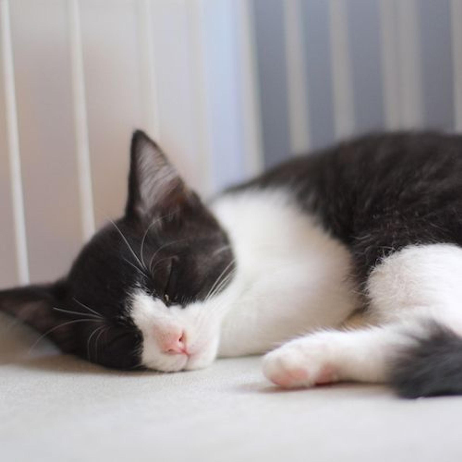 pet-image-6
