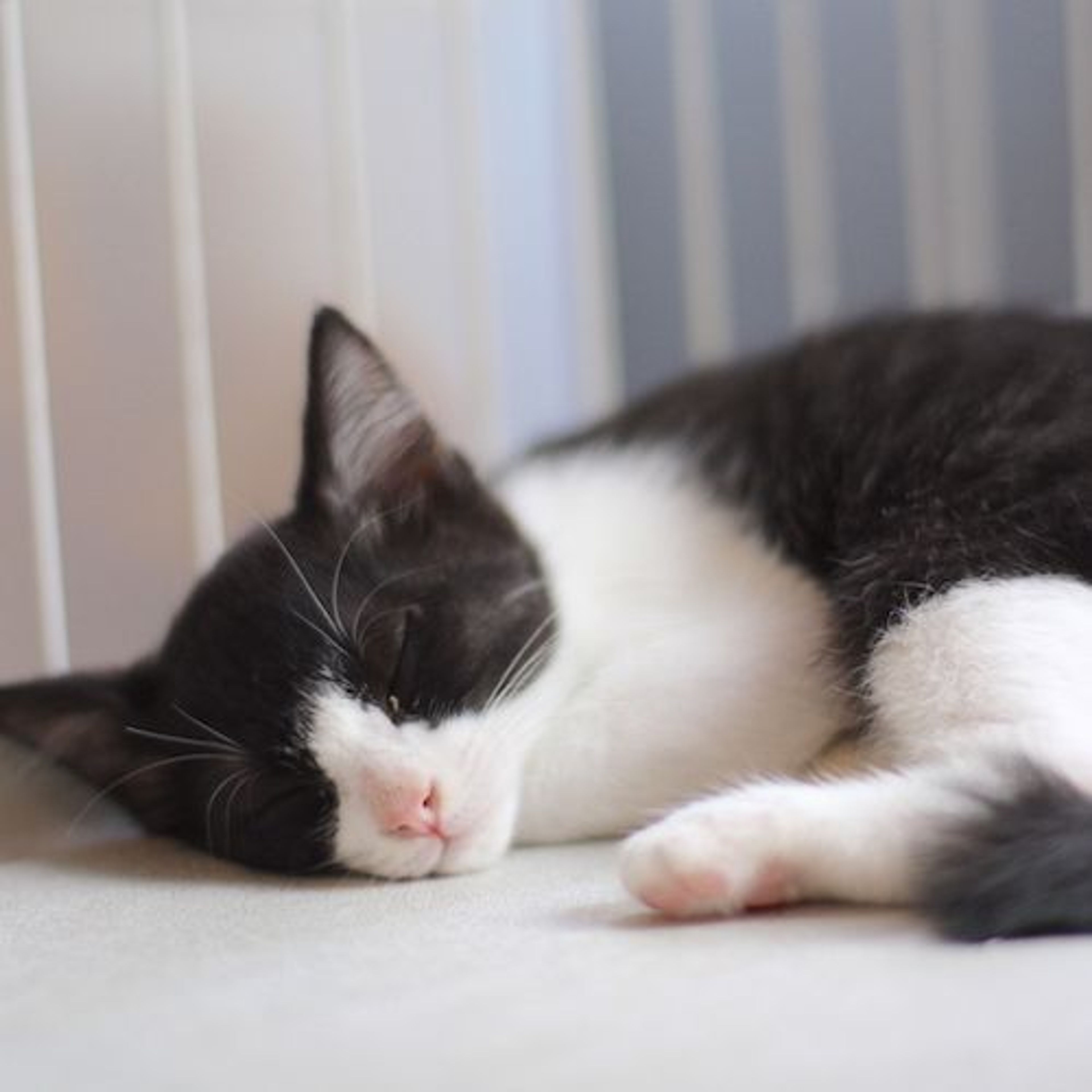 pet-image-6