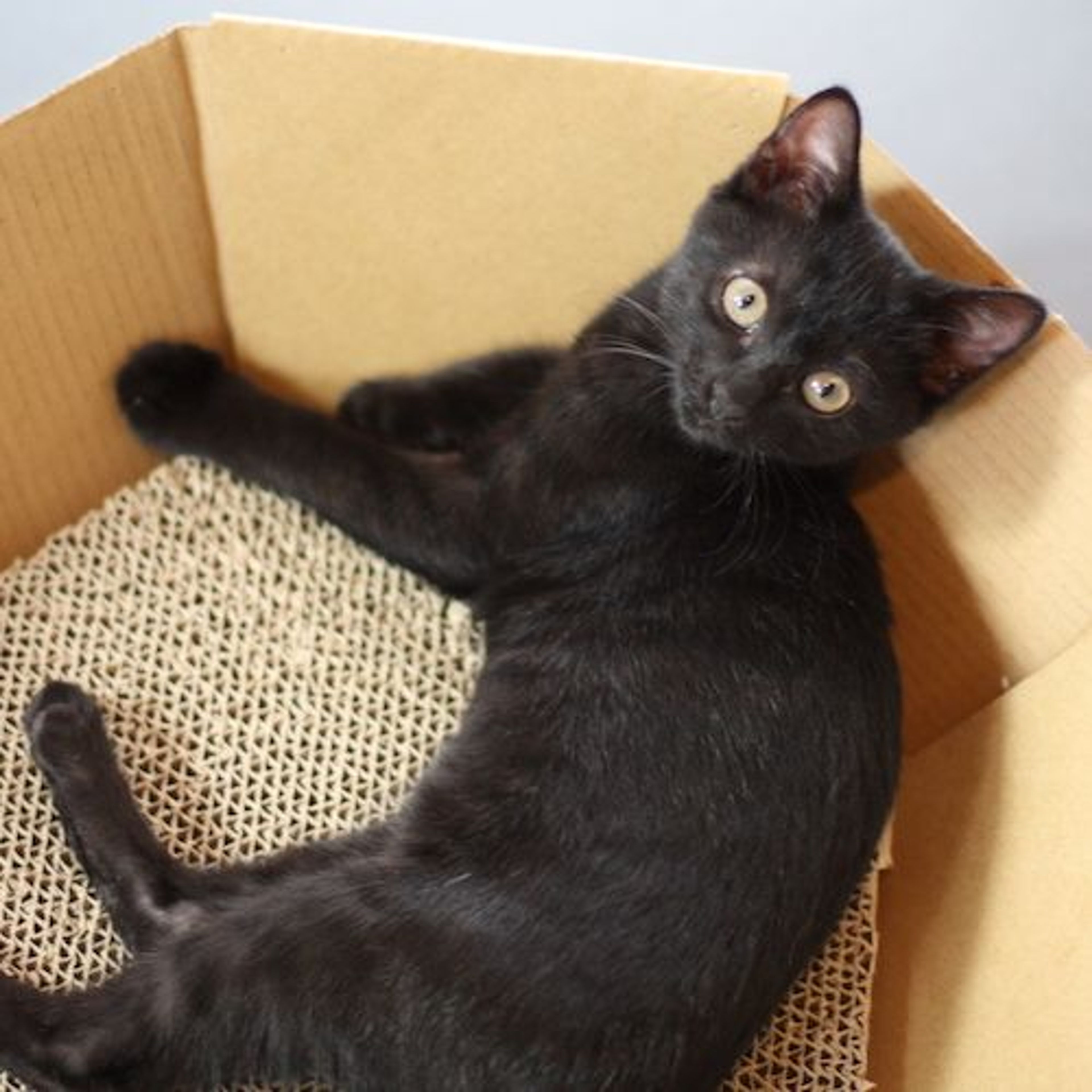 pet-image-2