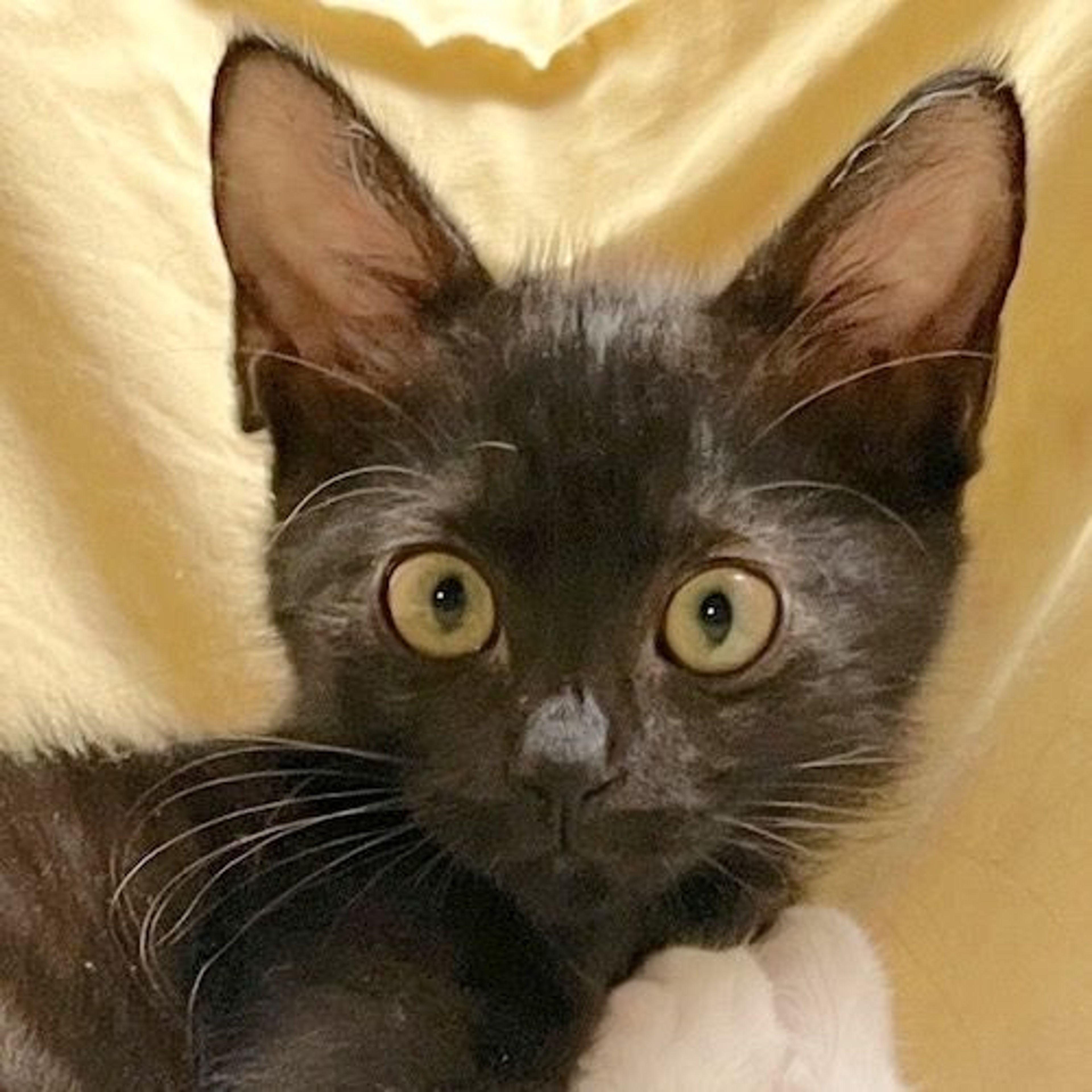 雑種（ミックス猫）・メスの里親募集の写真