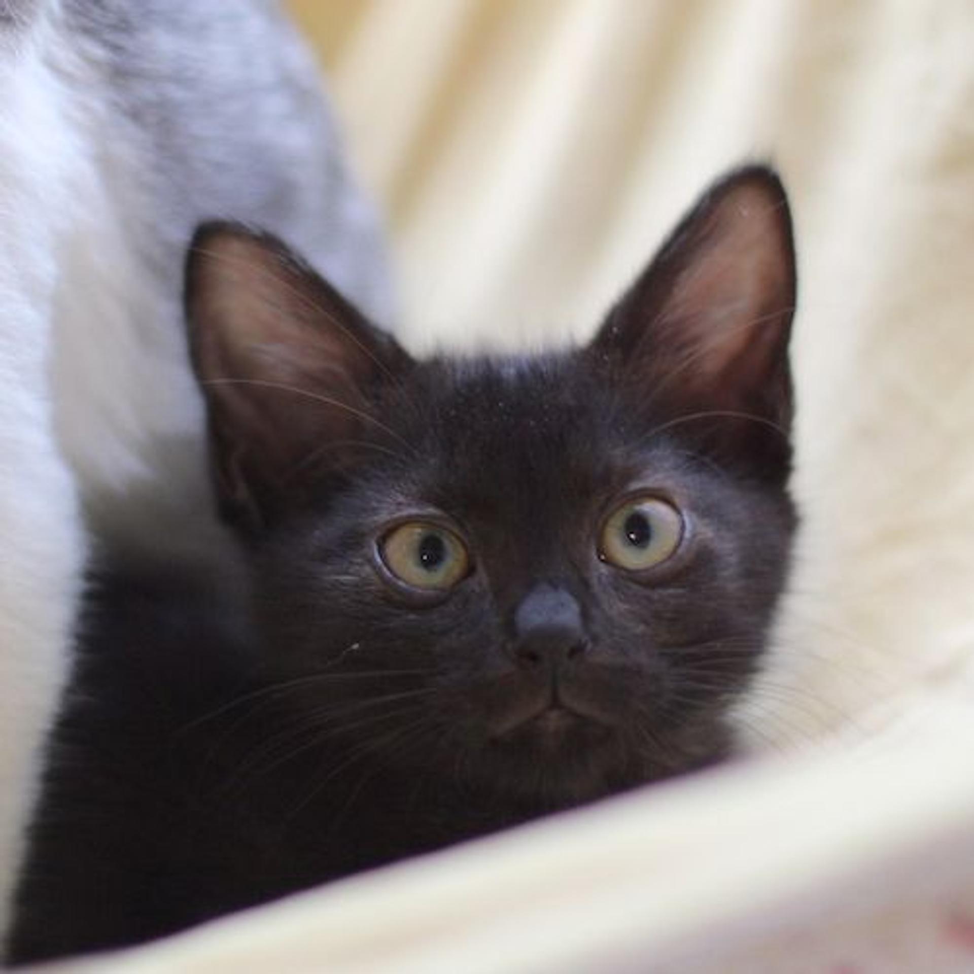 pet-image-5