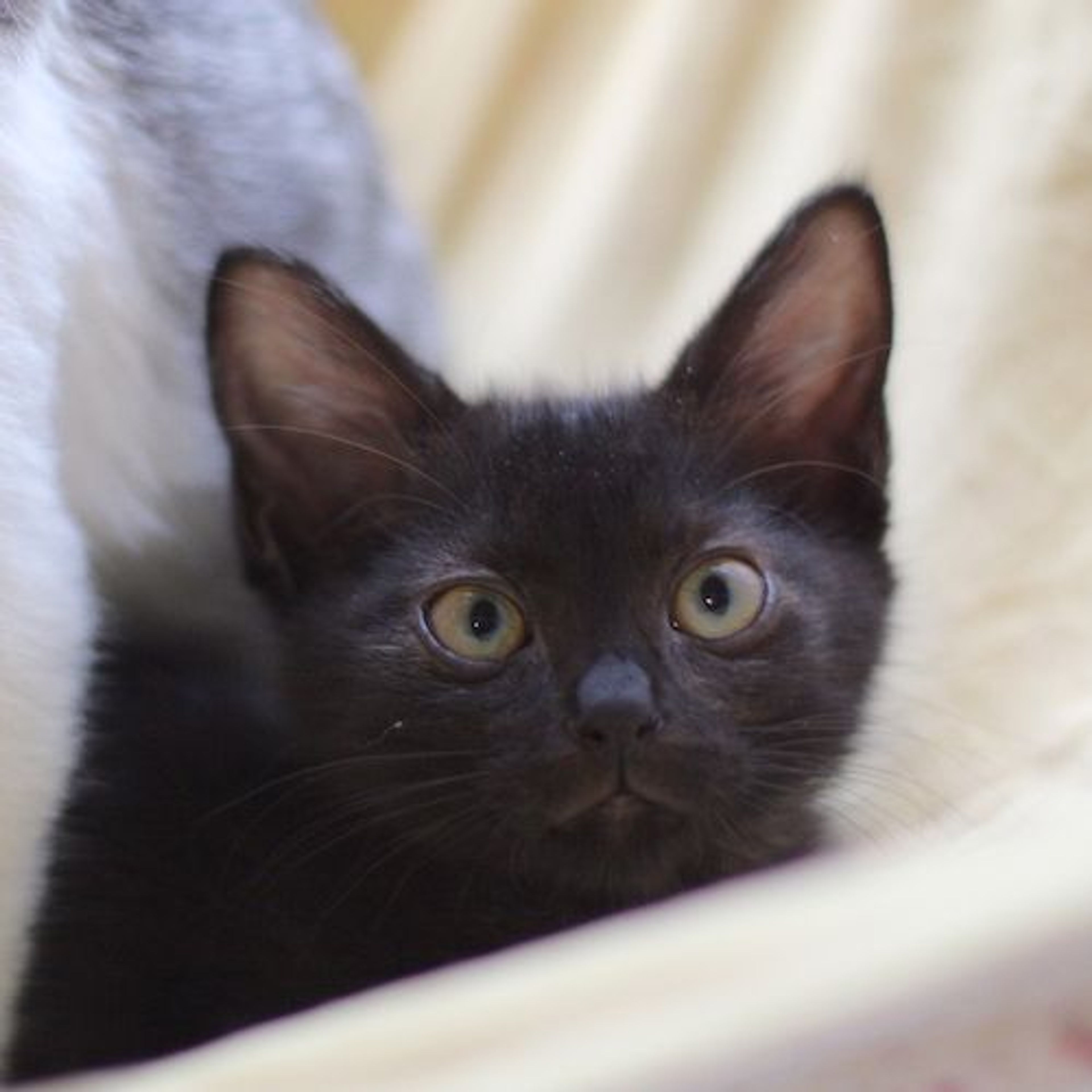 pet-image-5