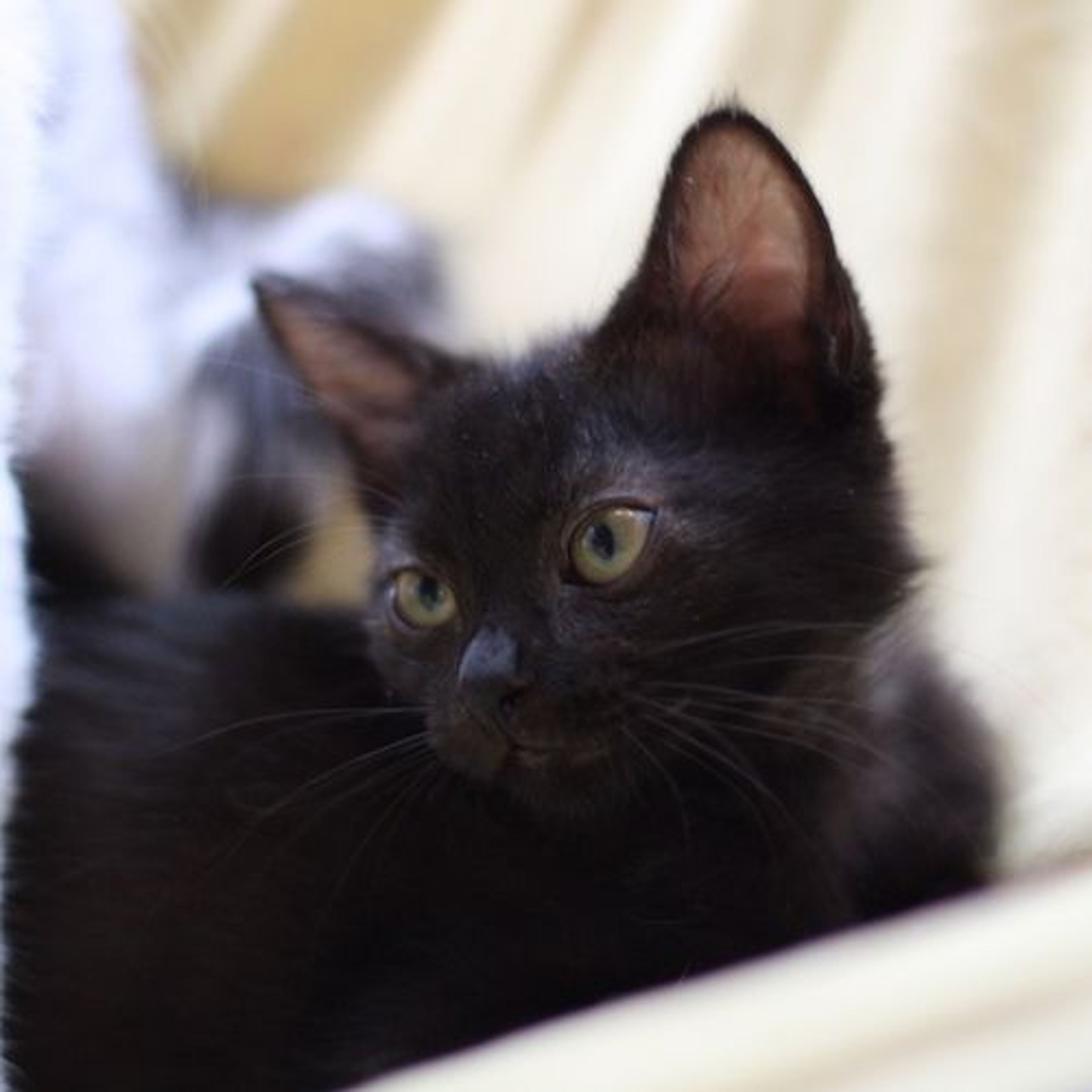 pet-image-6