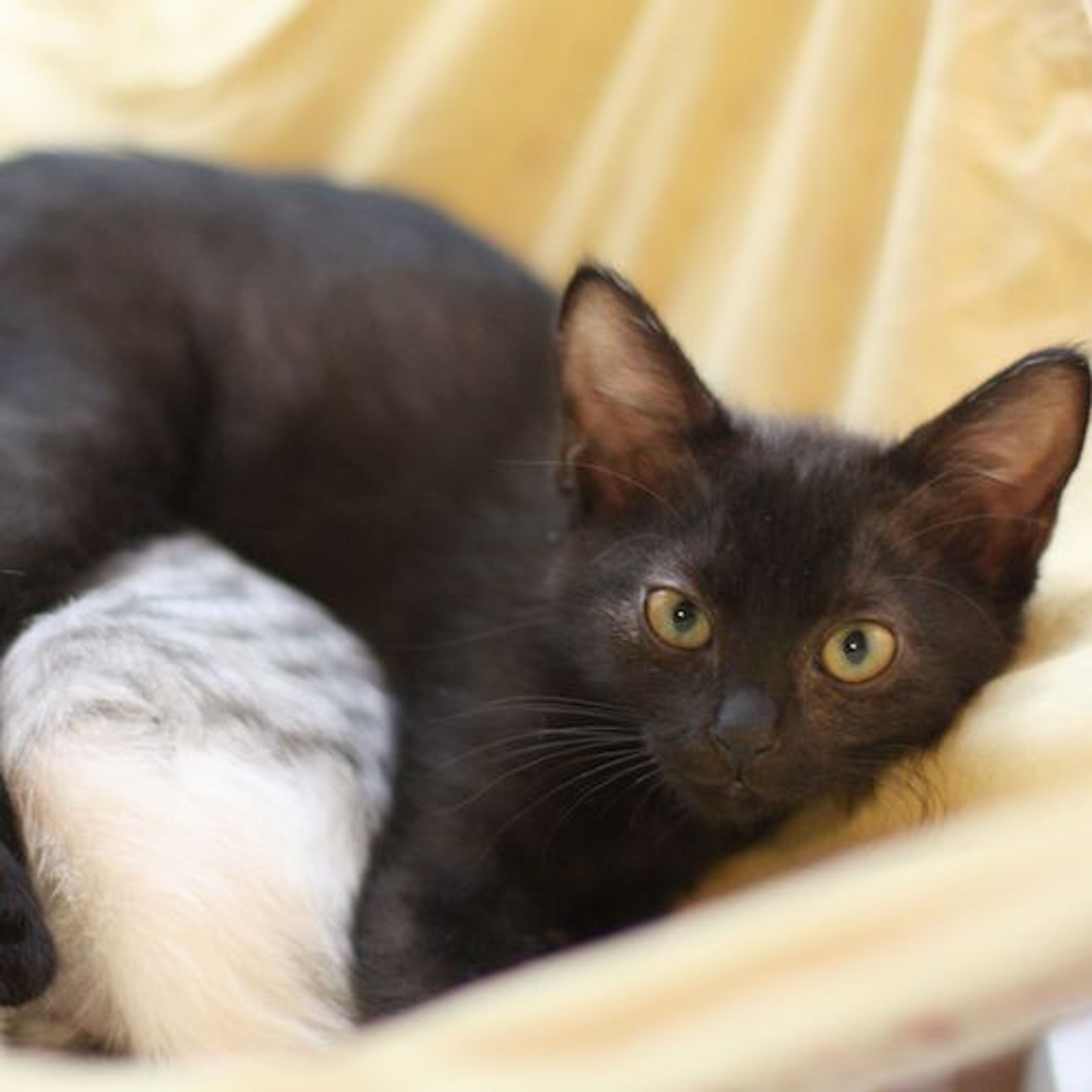 pet-image-7