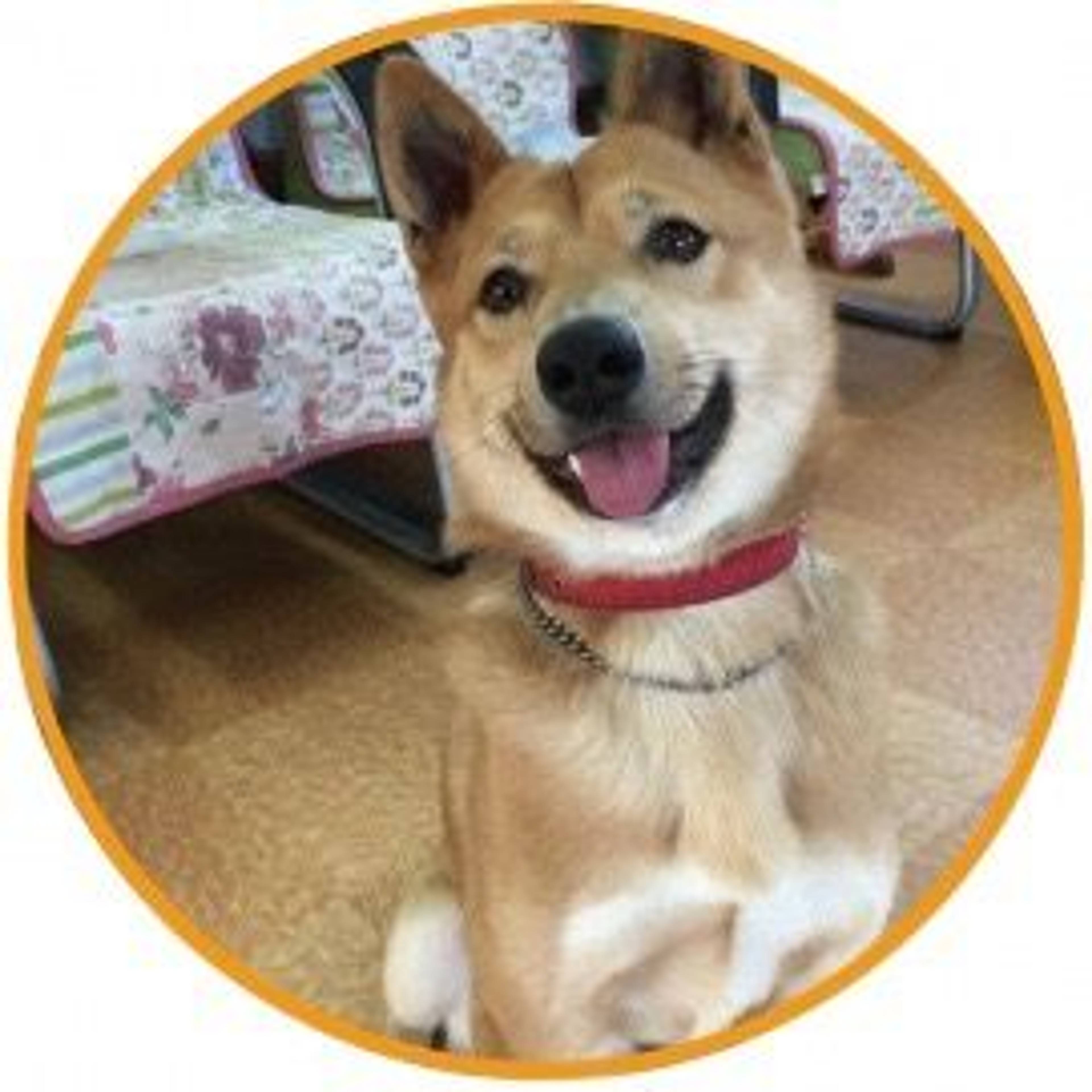 雑種（ミックス犬）・オスの里親募集の写真