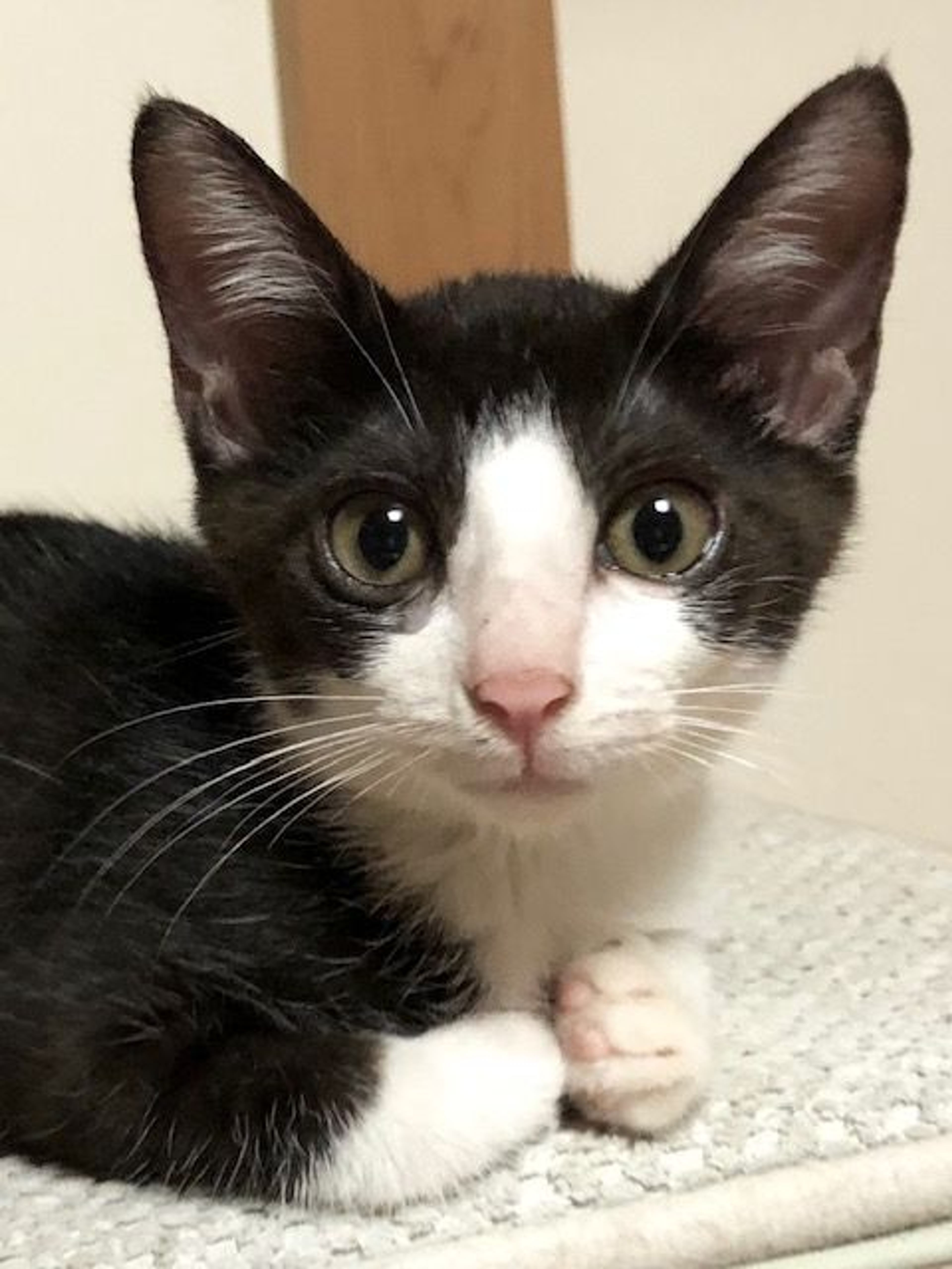 雑種（ミックス猫）・オスの里親募集の写真