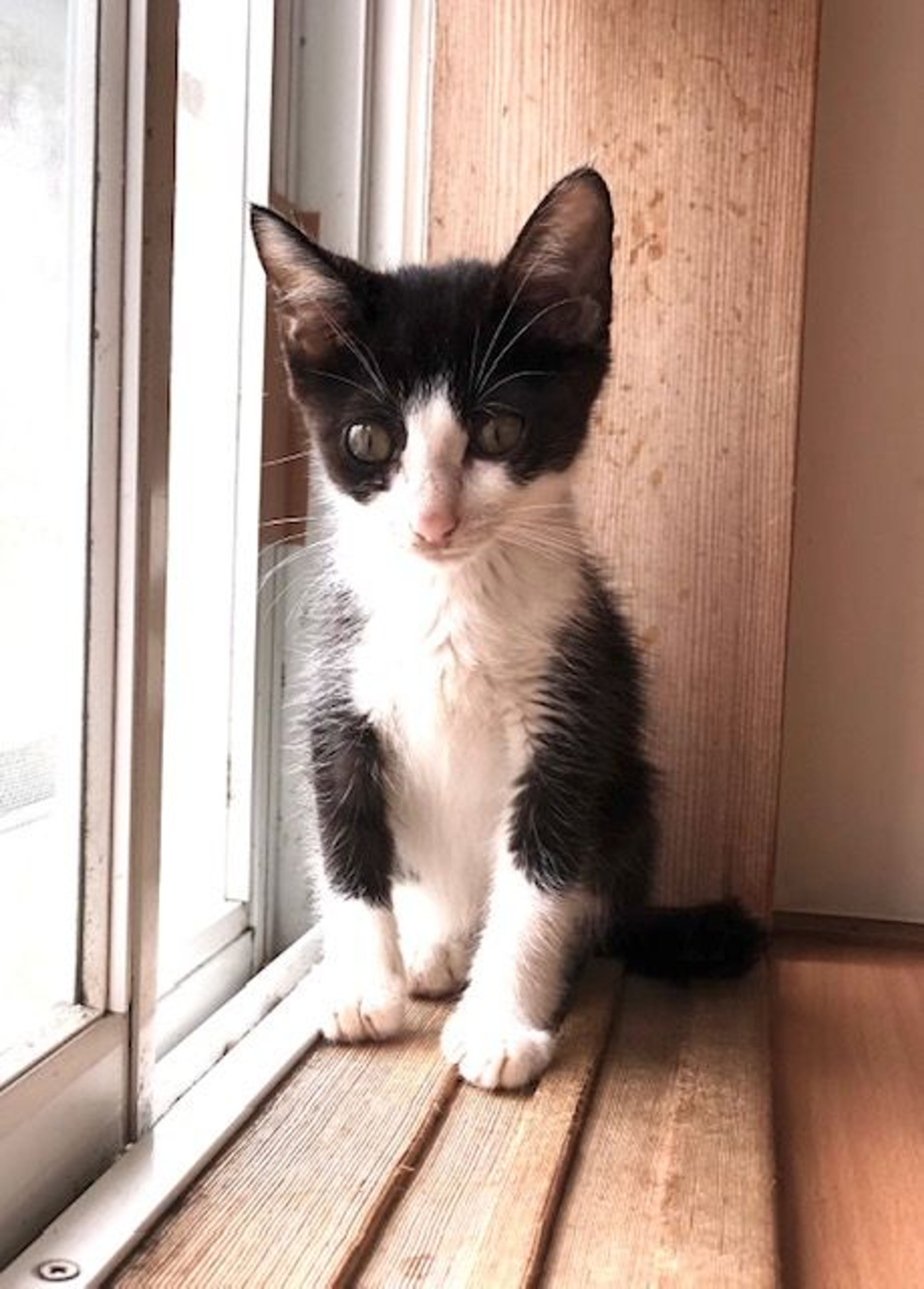 pet-image-3