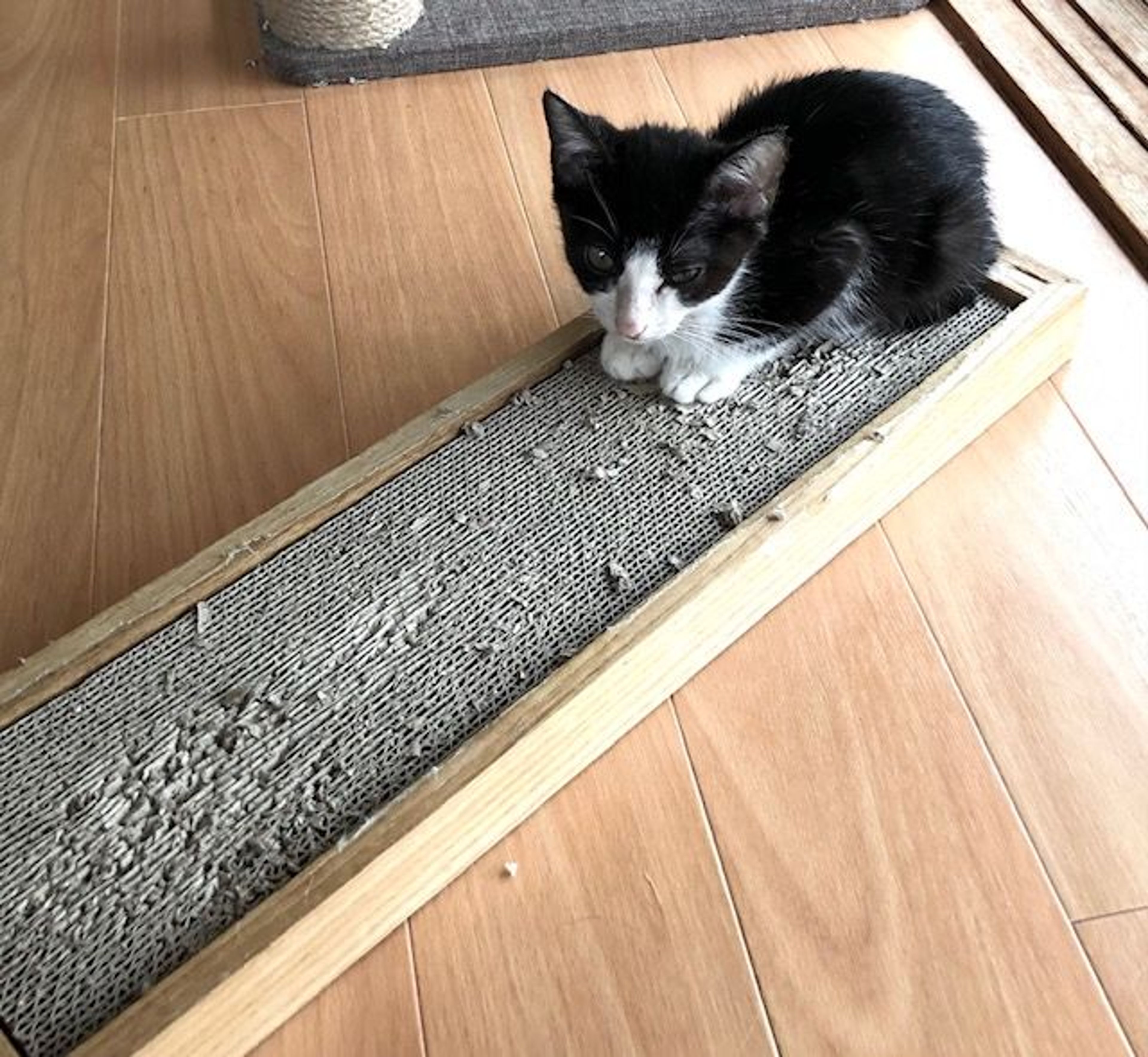pet-image-4
