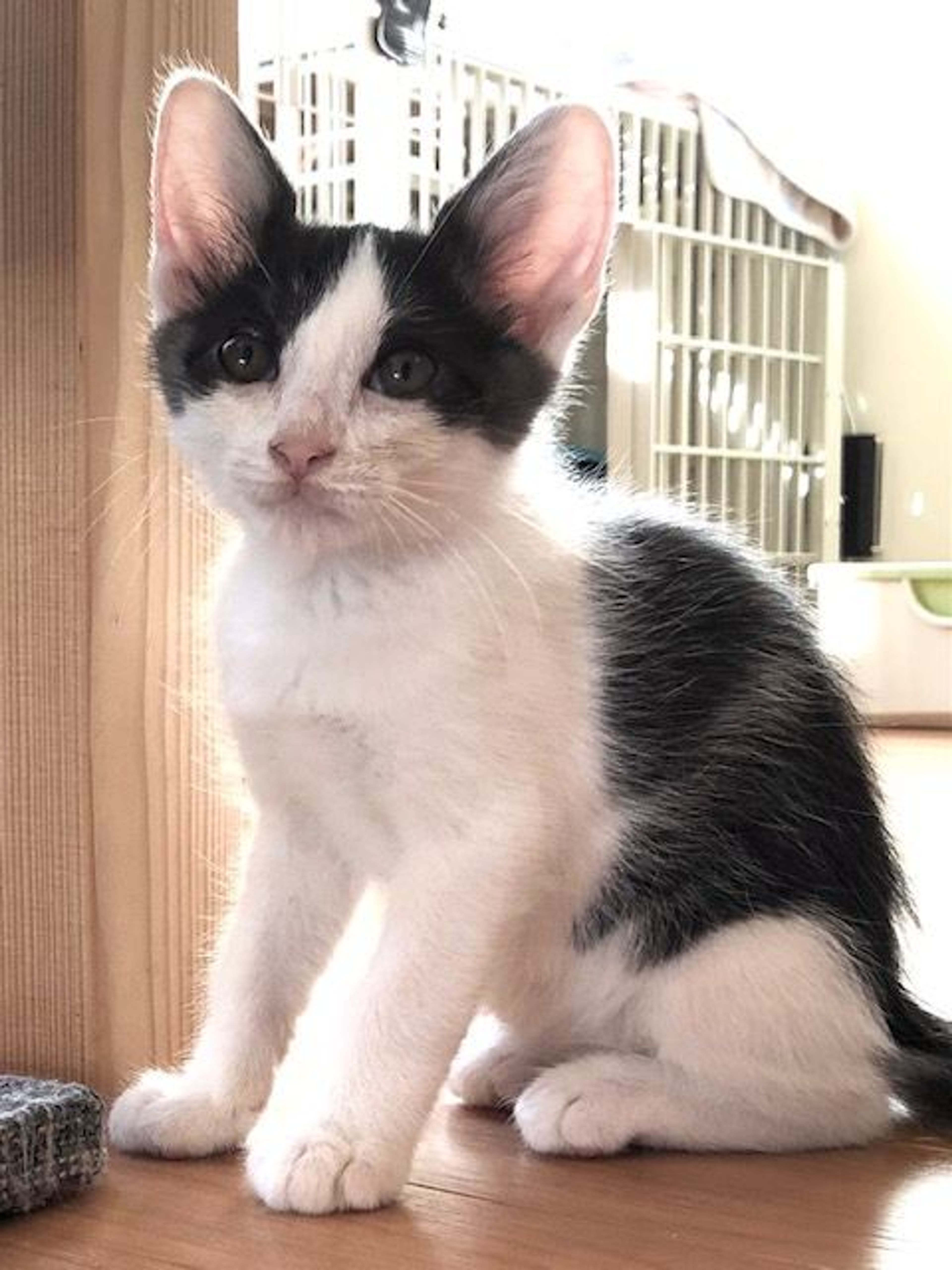 pet-image-2
