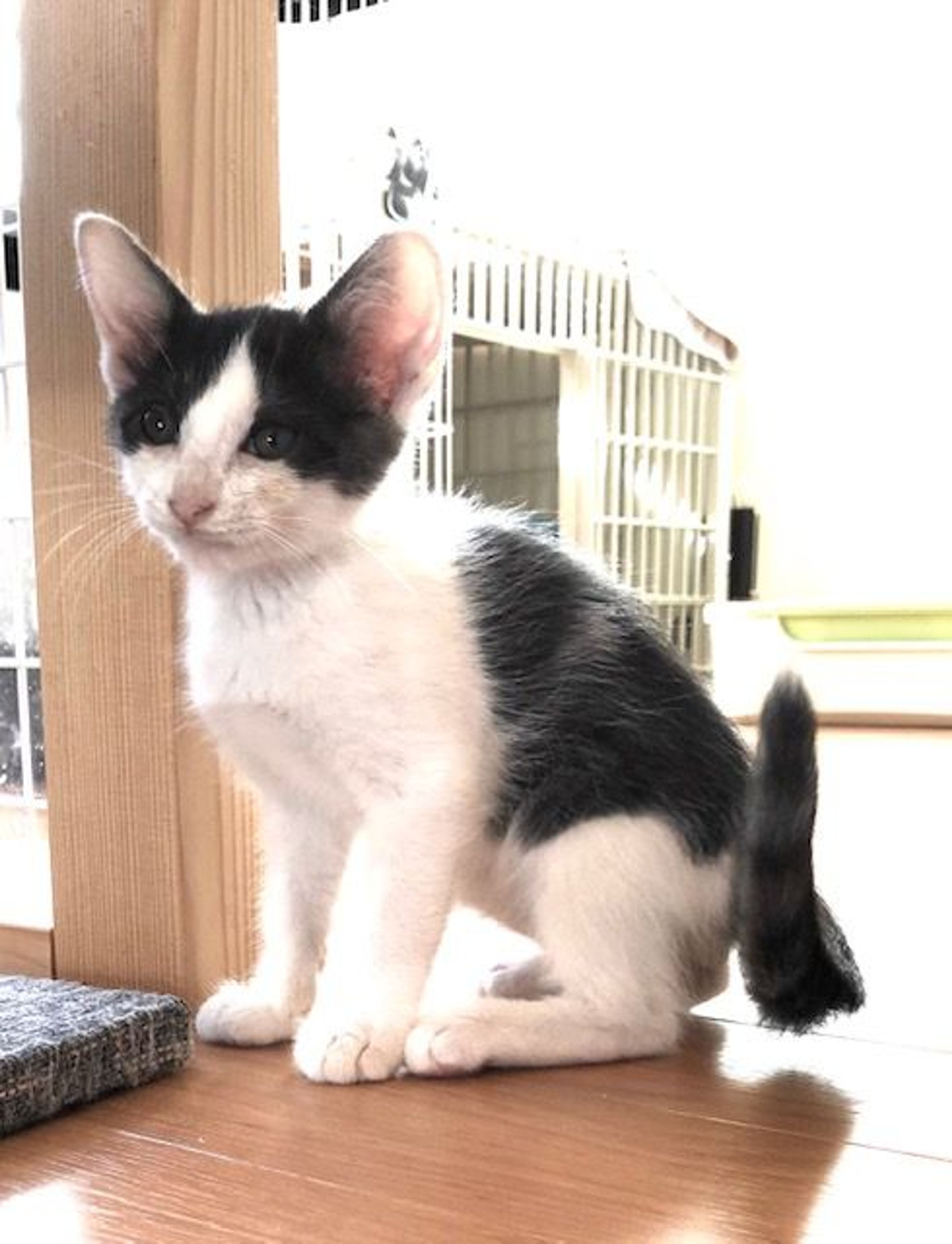 pet-image-4