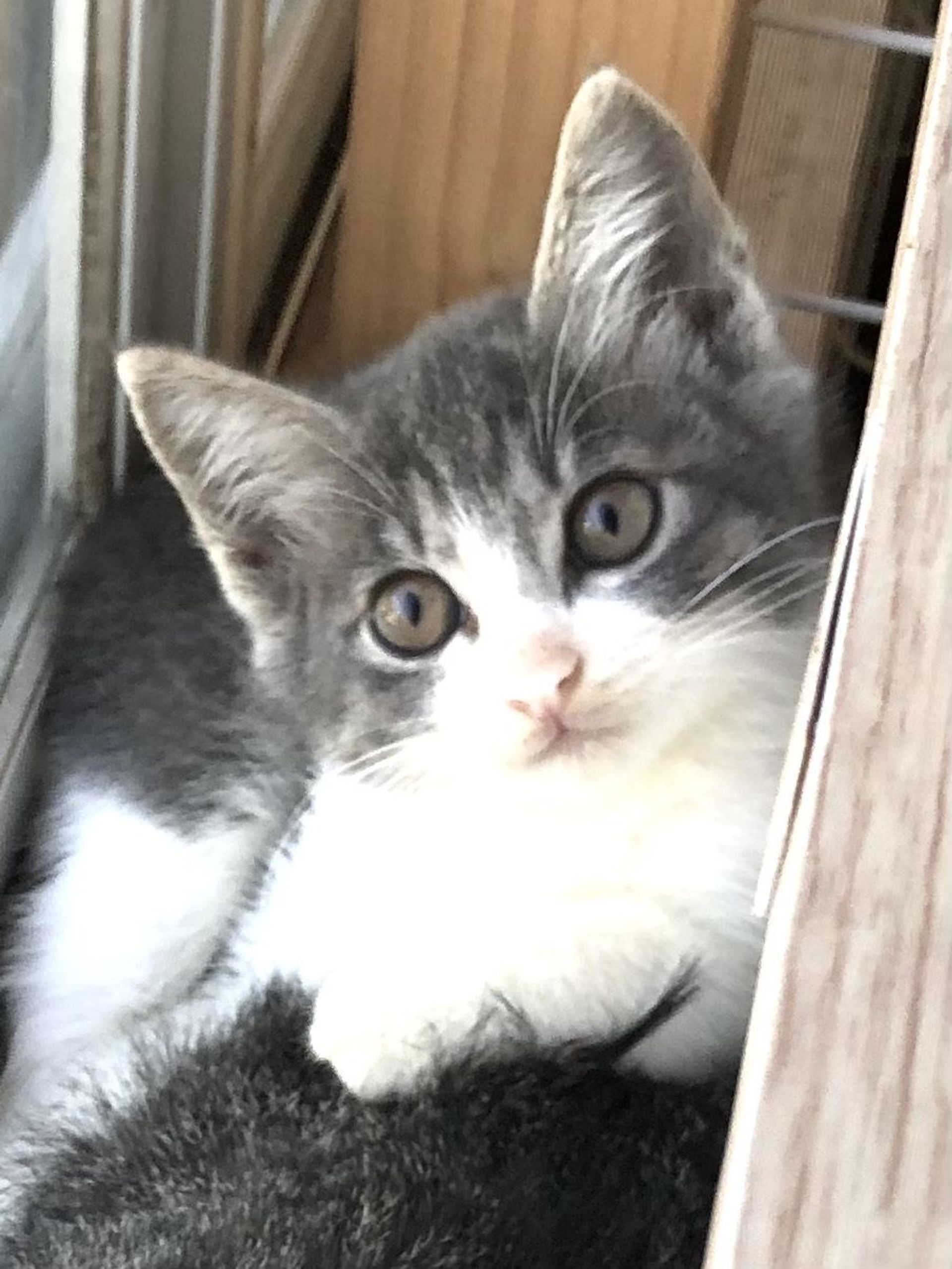 雑種（ミックス猫）・メスの里親募集の写真