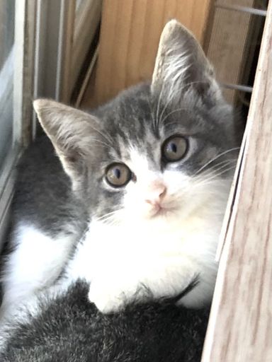りーさの写真