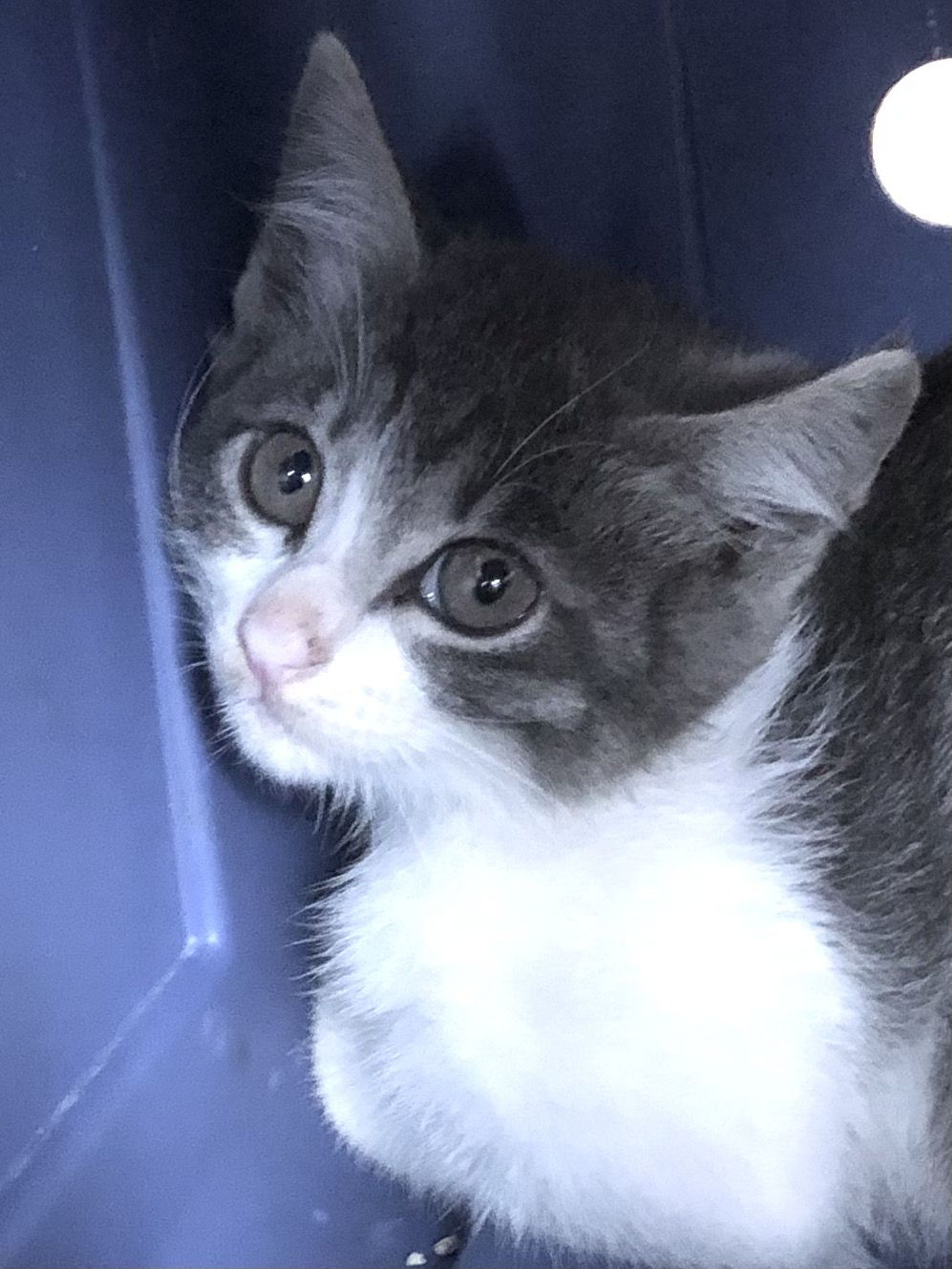 pet-image-3