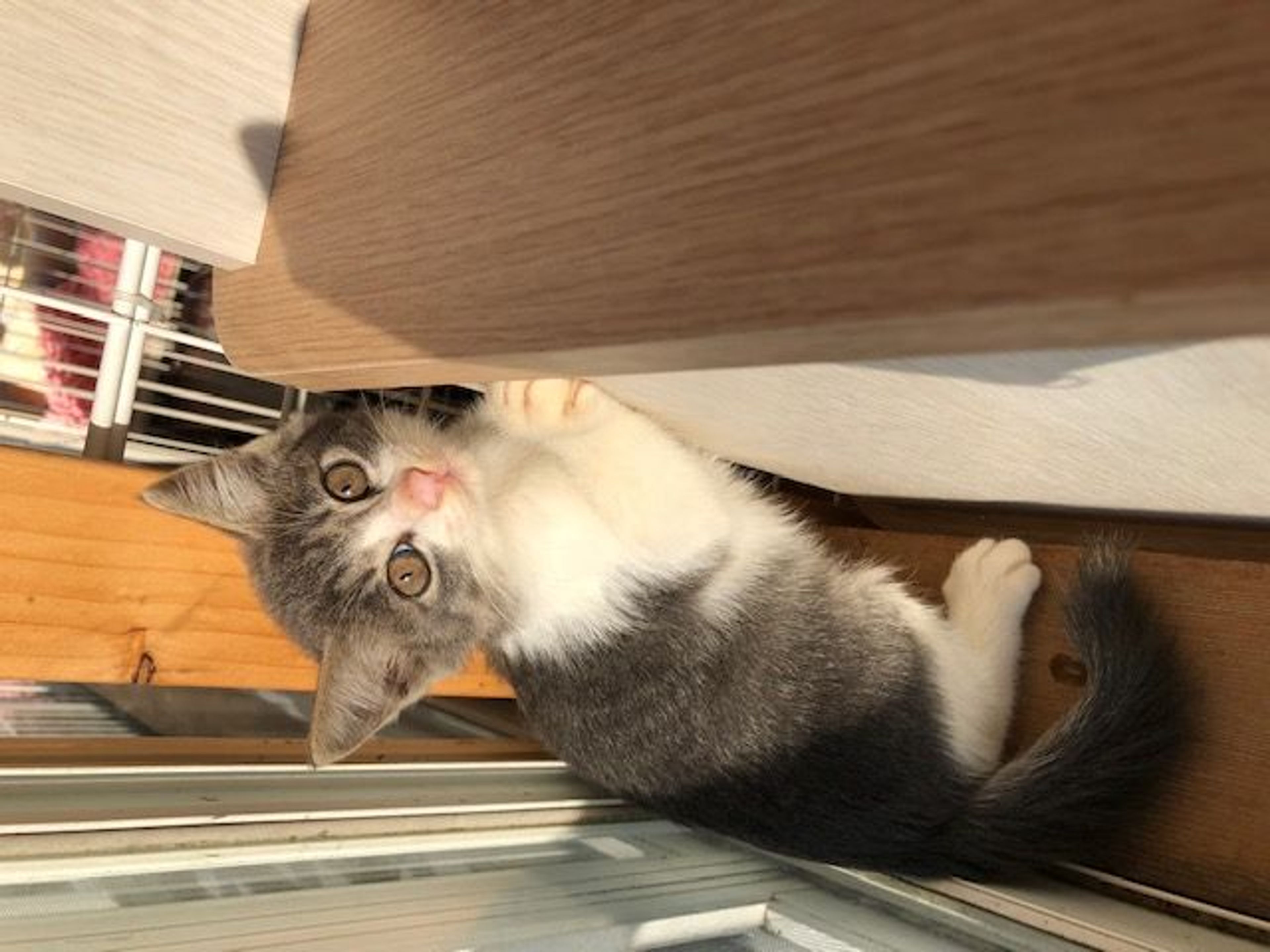 pet-image-4