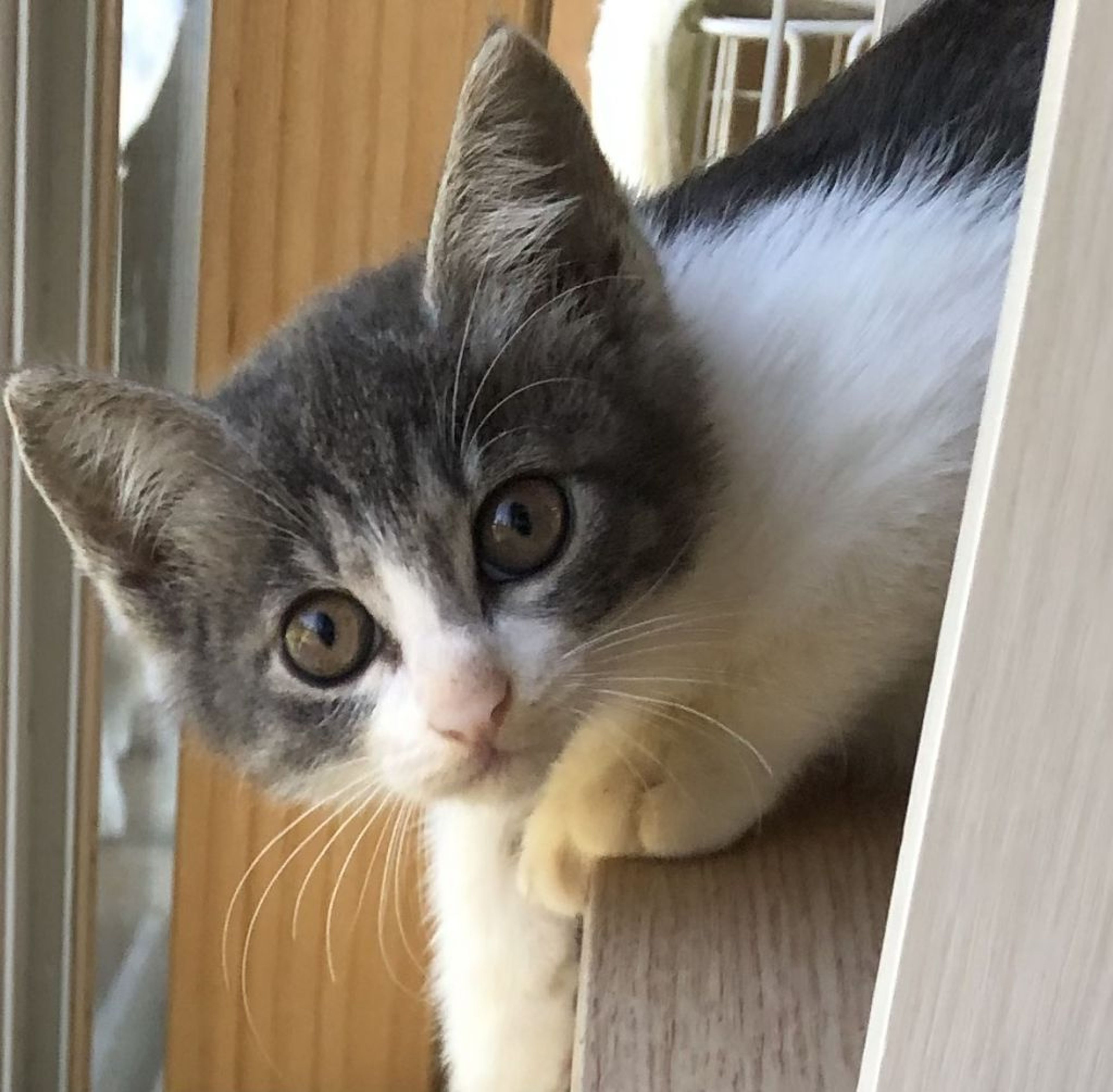 pet-image-6