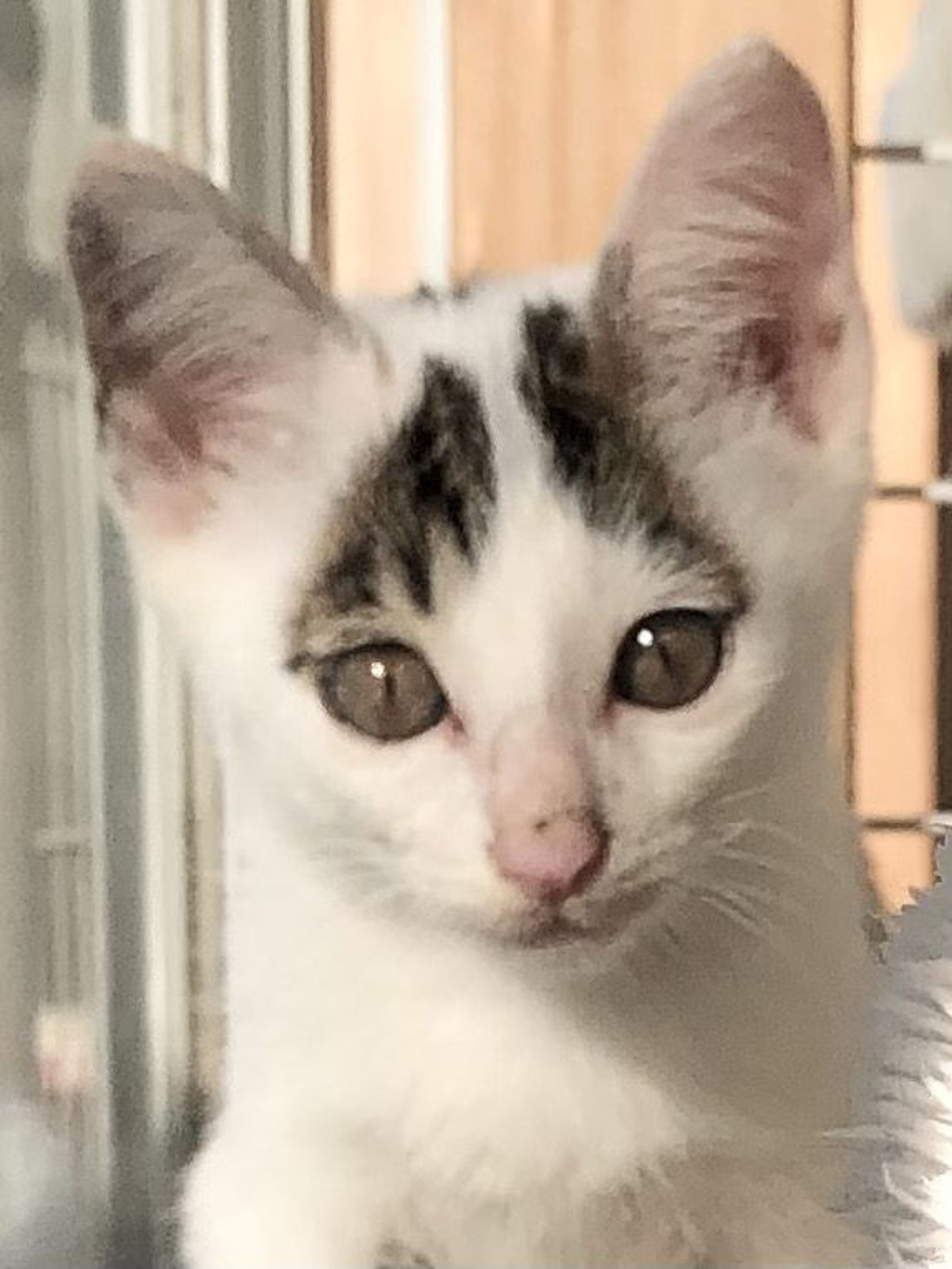 雑種（ミックス猫）・オスの里親募集の写真
