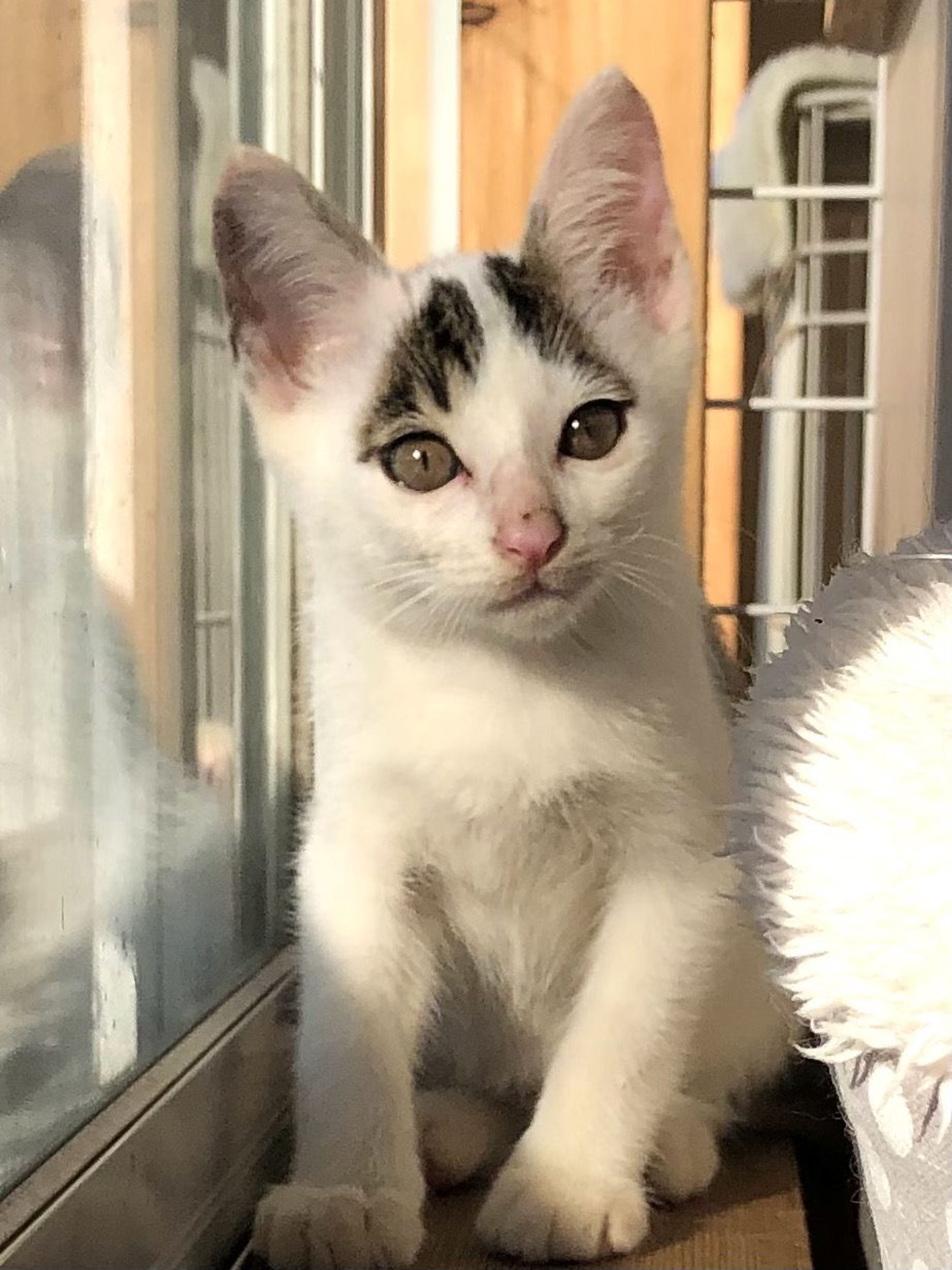 pet-image-3