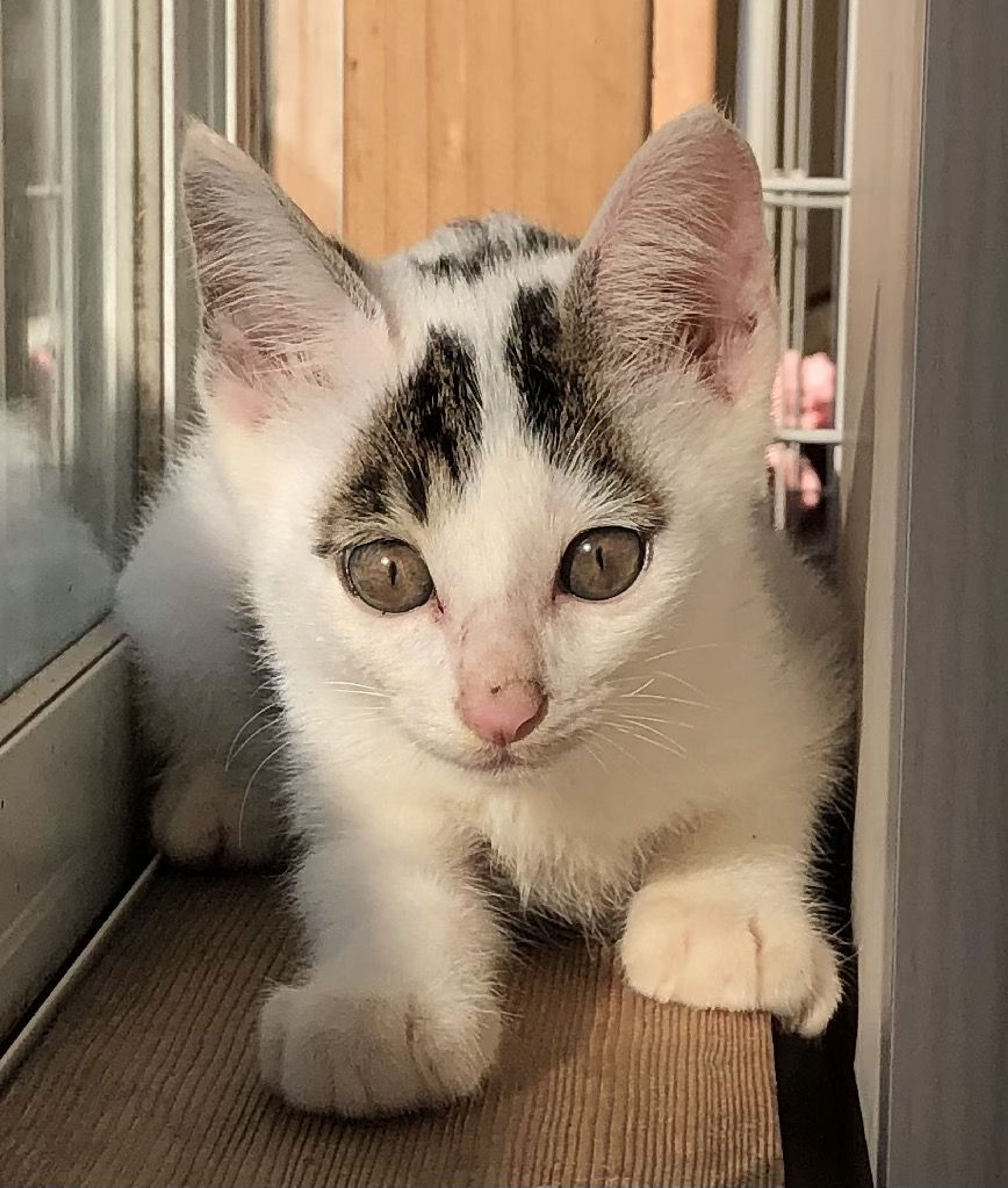 pet-image-4