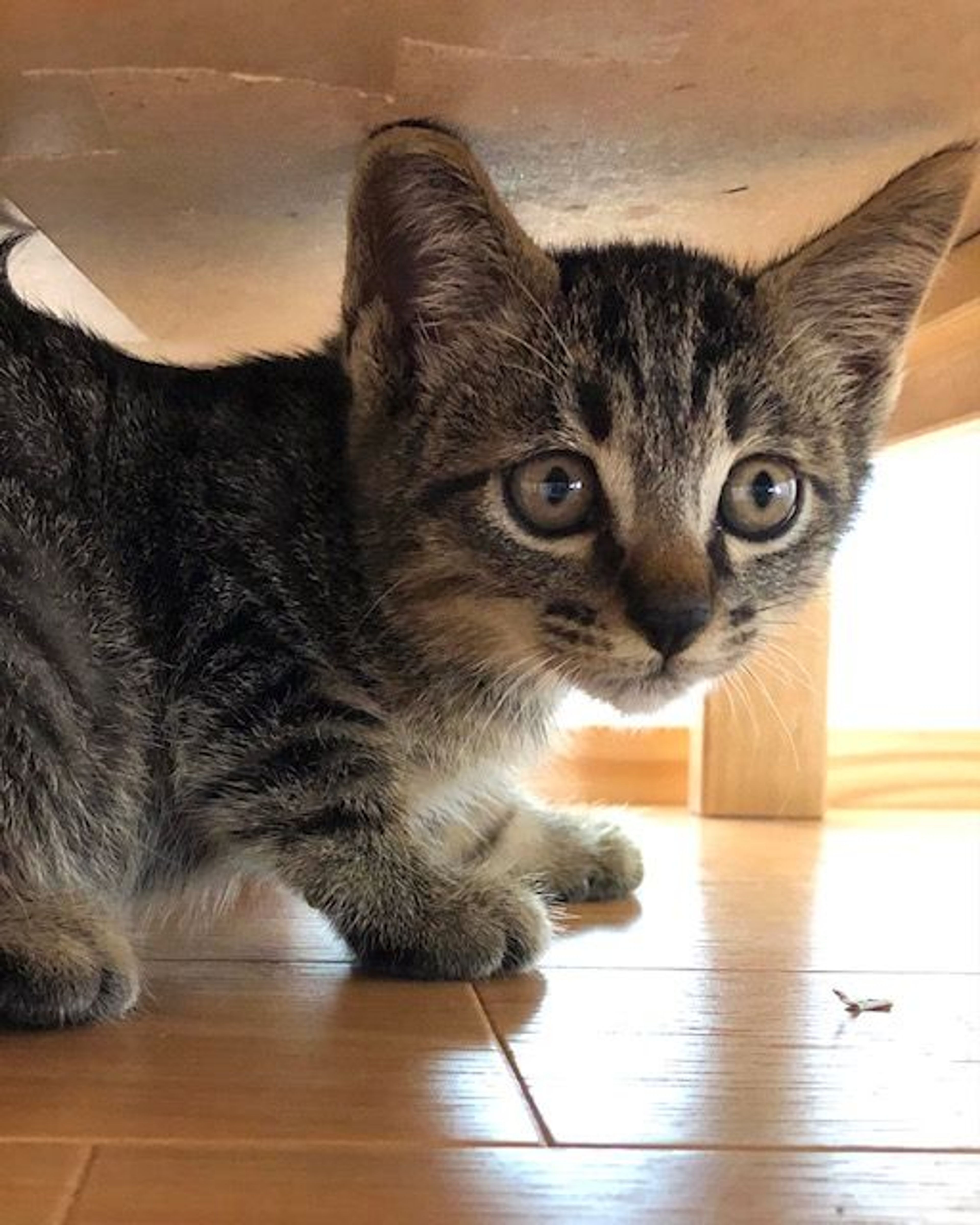 雑種（ミックス猫）・オスの里親募集の写真