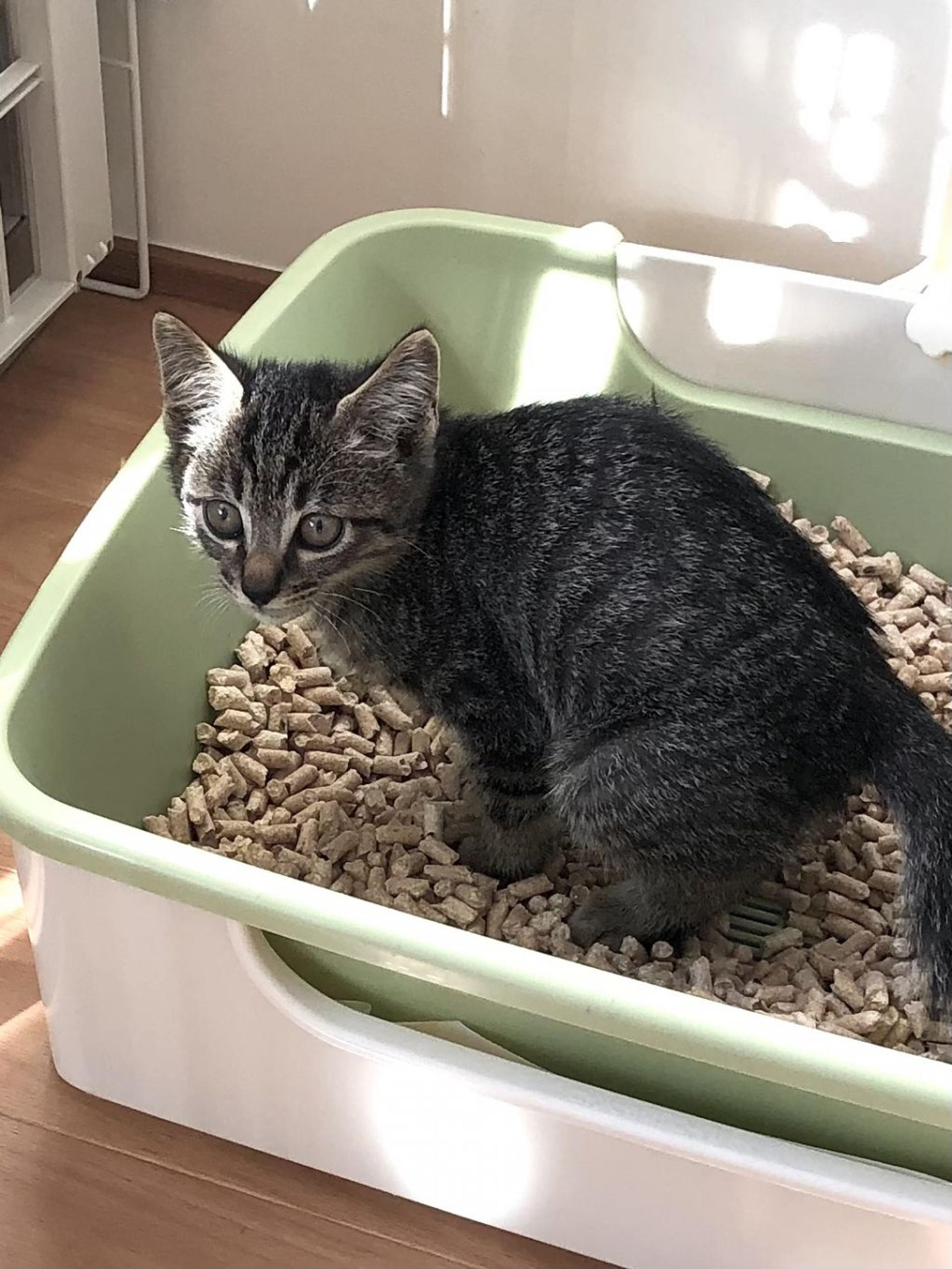 pet-image-2