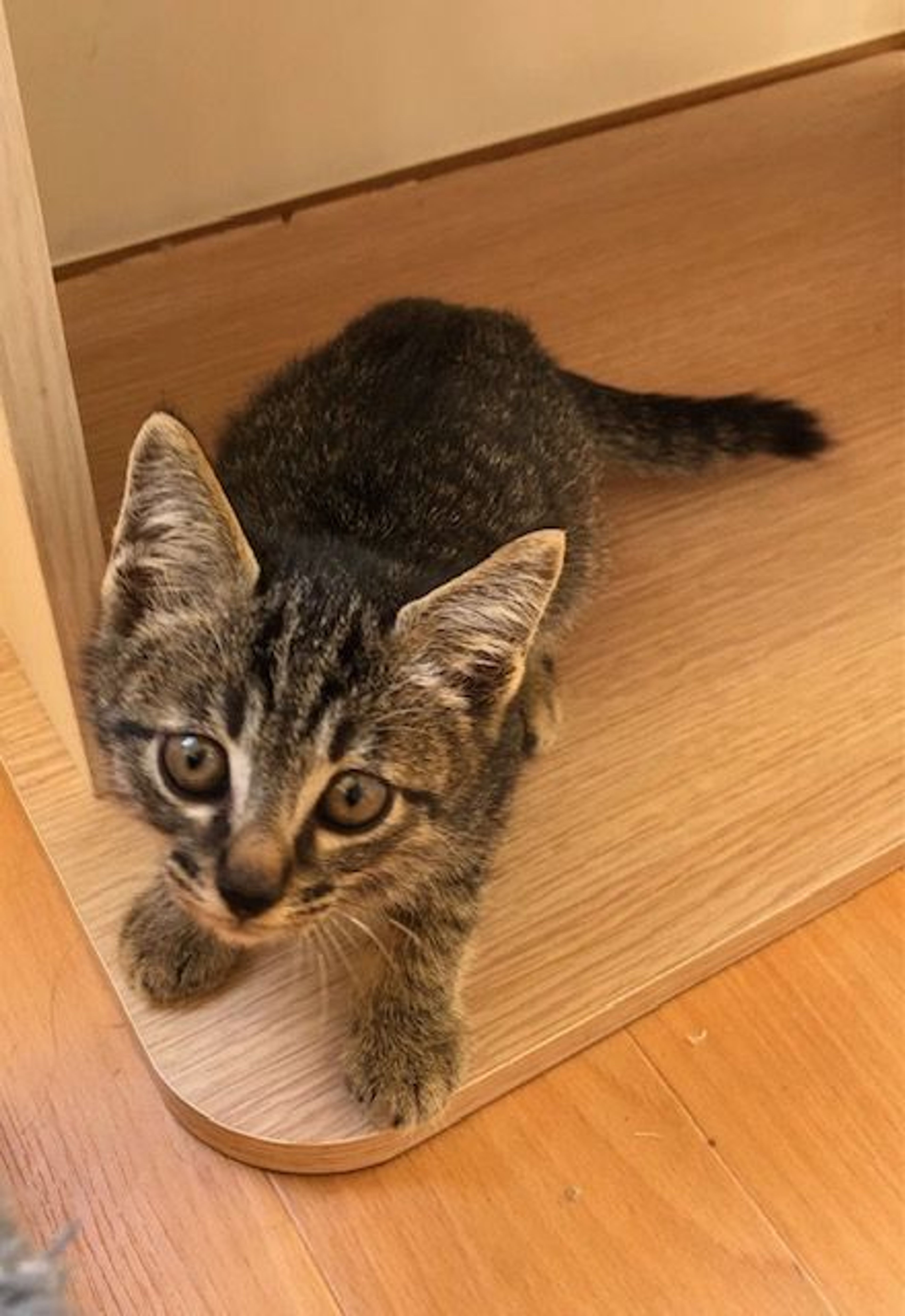 pet-image-4