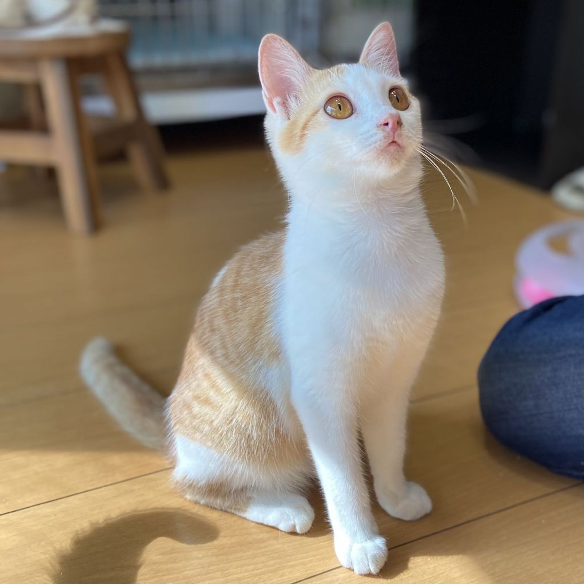 雑種（ミックス猫）・メスの里親募集の写真