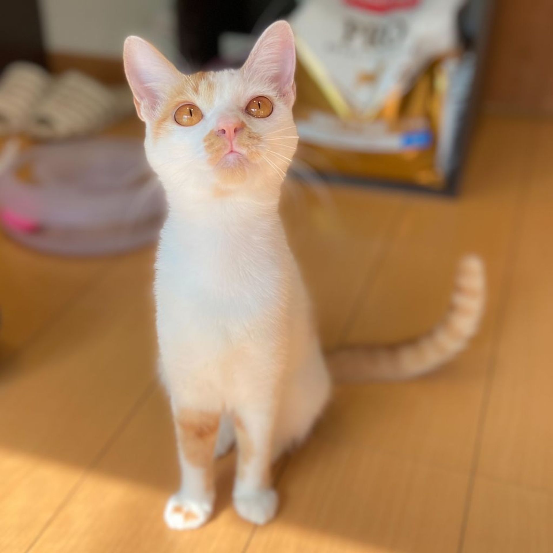雑種（ミックス猫）・メスの里親募集の写真