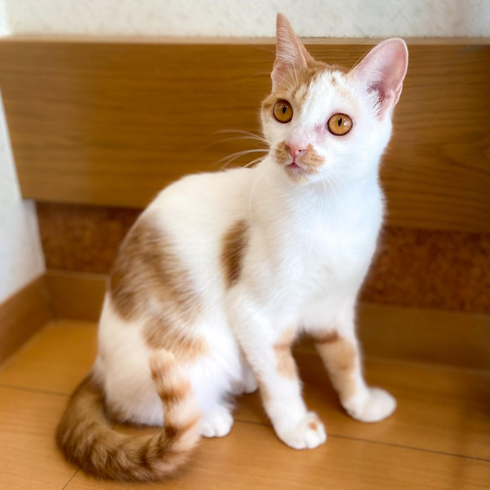 pet-image-3