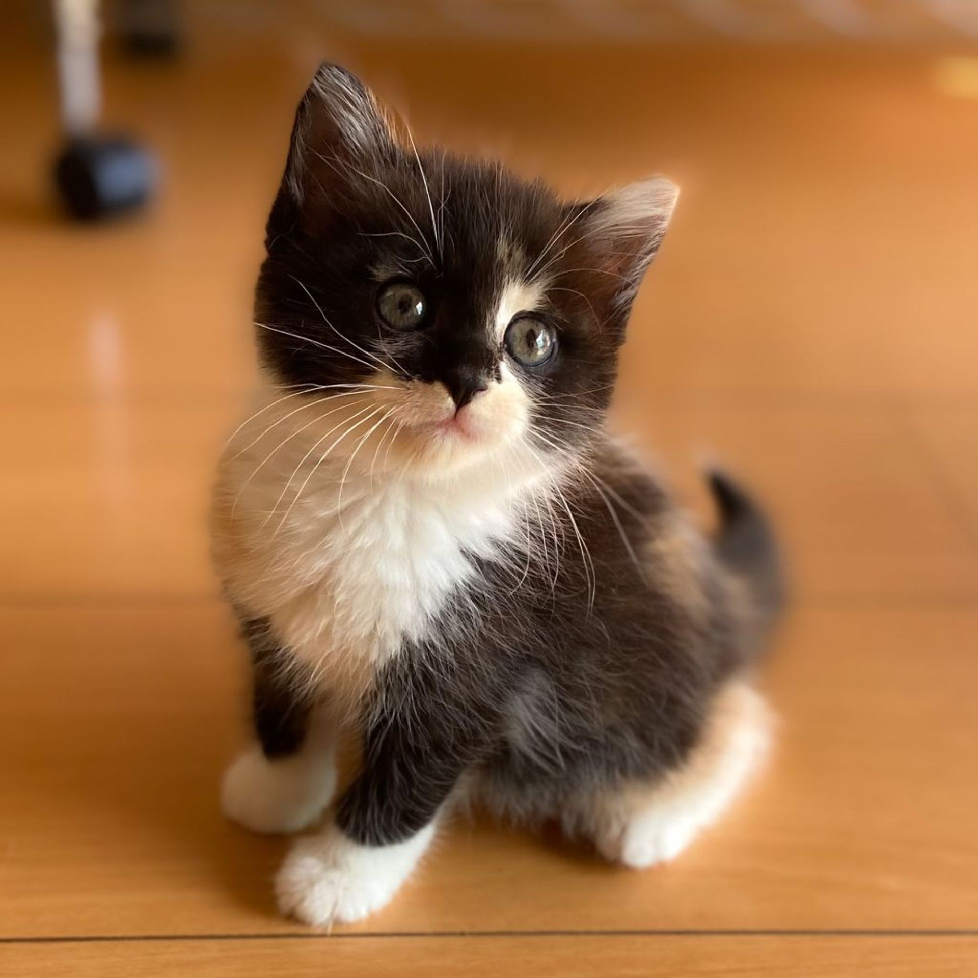 雑種（ミックス猫）・メスの里親募集の写真