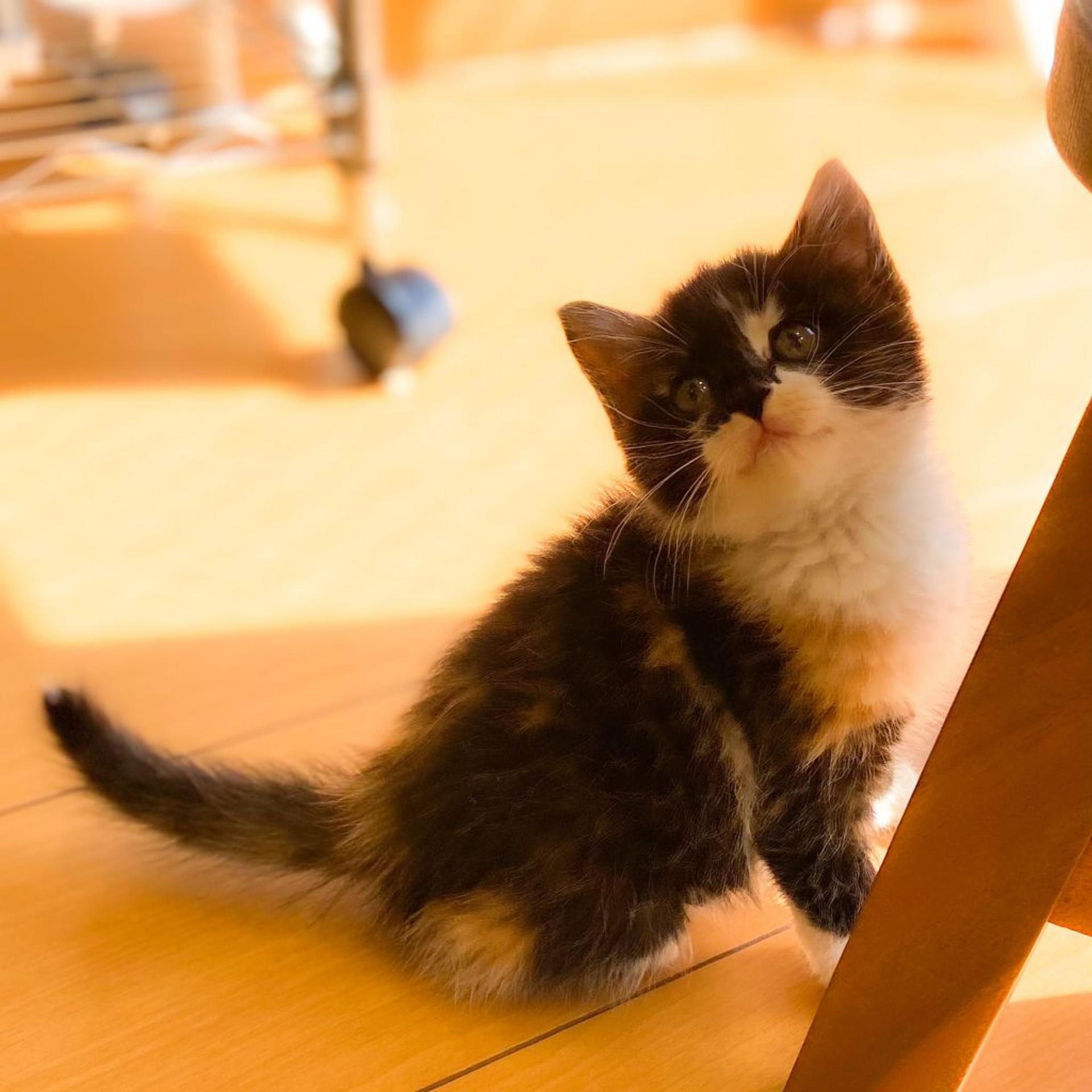pet-image-5