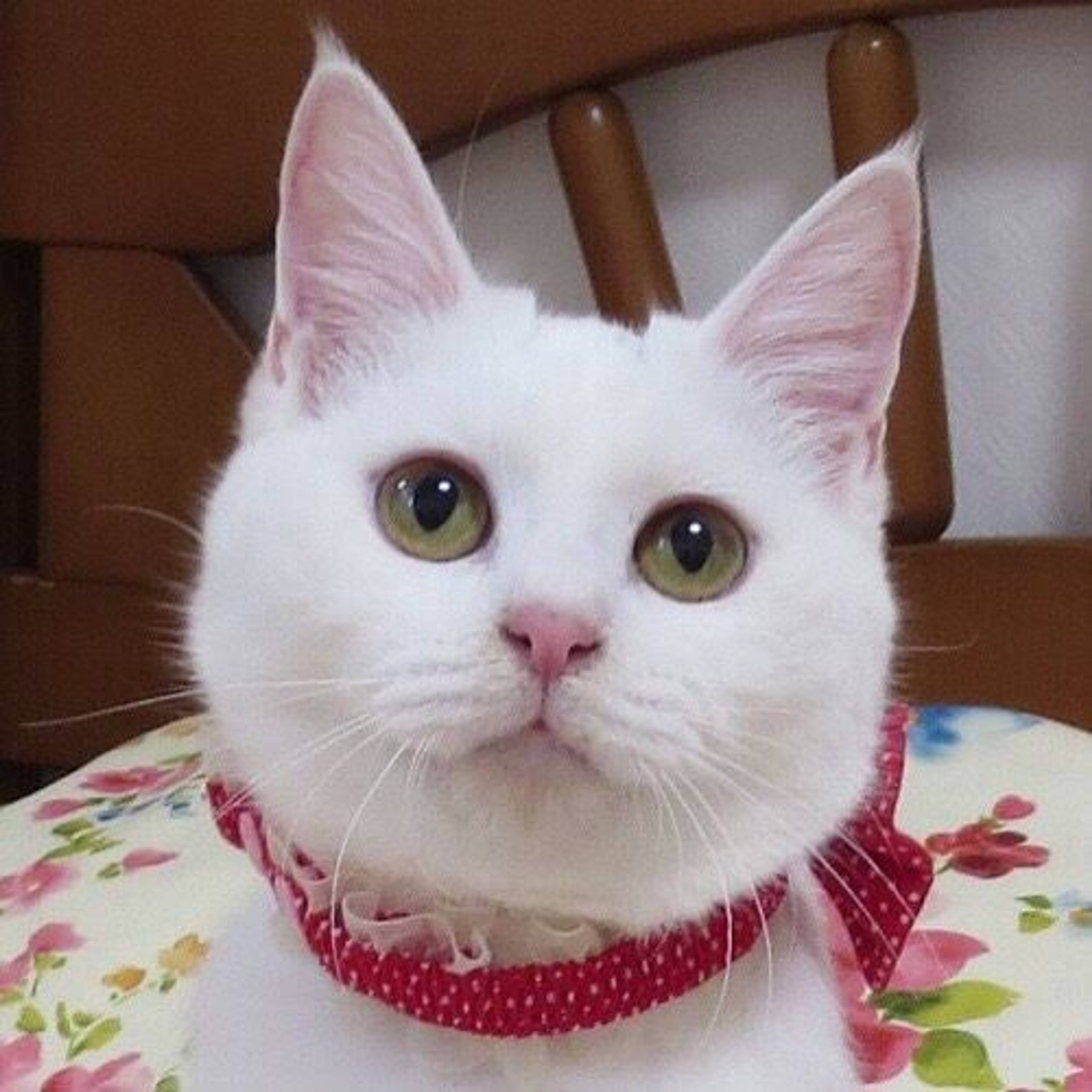 雑種（ミックス猫）・メスの里親募集の写真