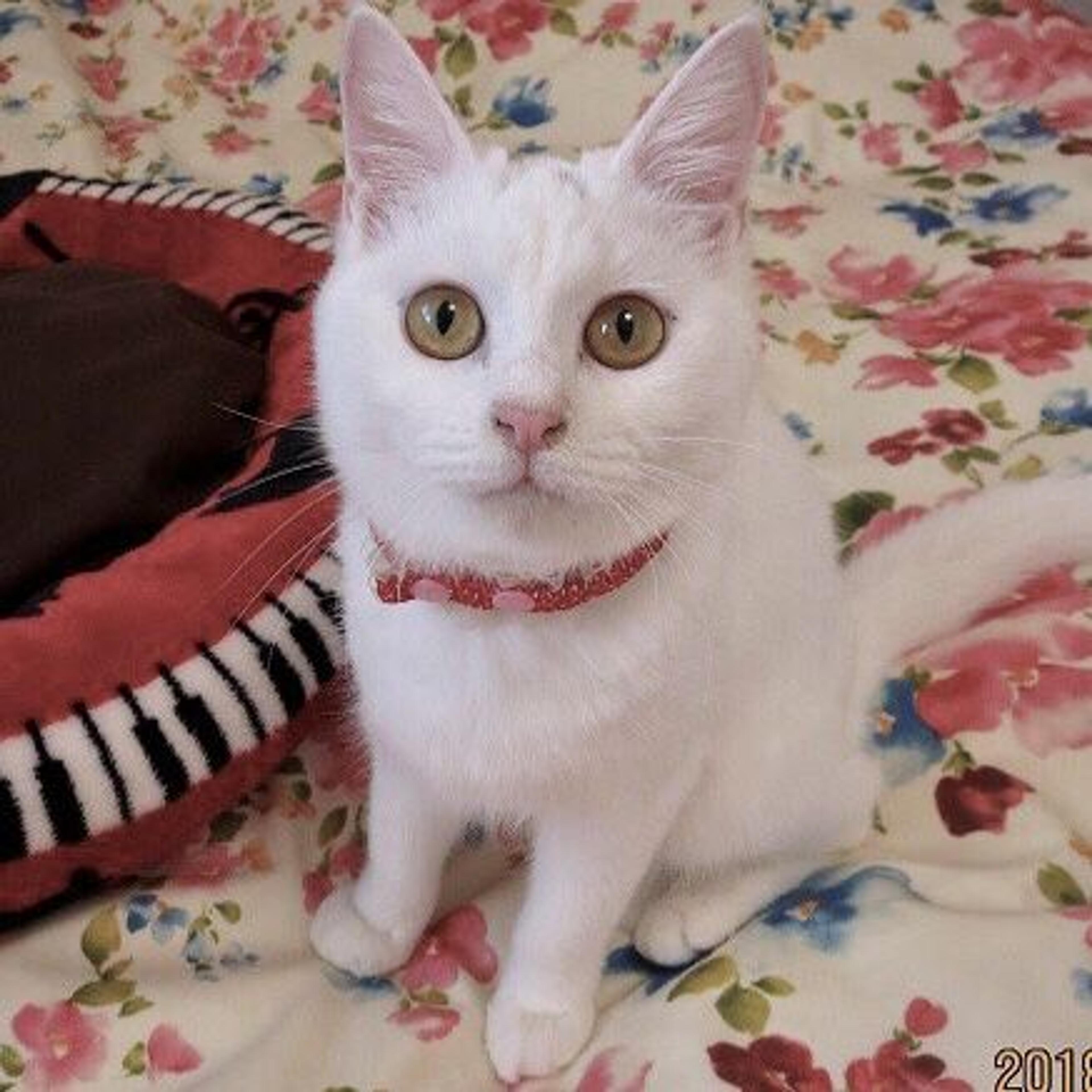 pet-image-3