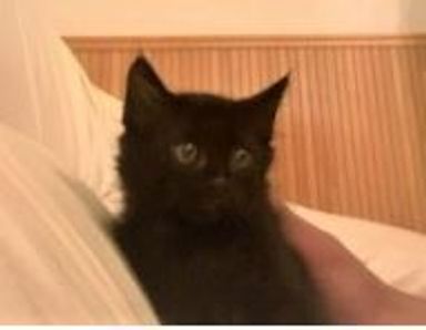 ピノの写真