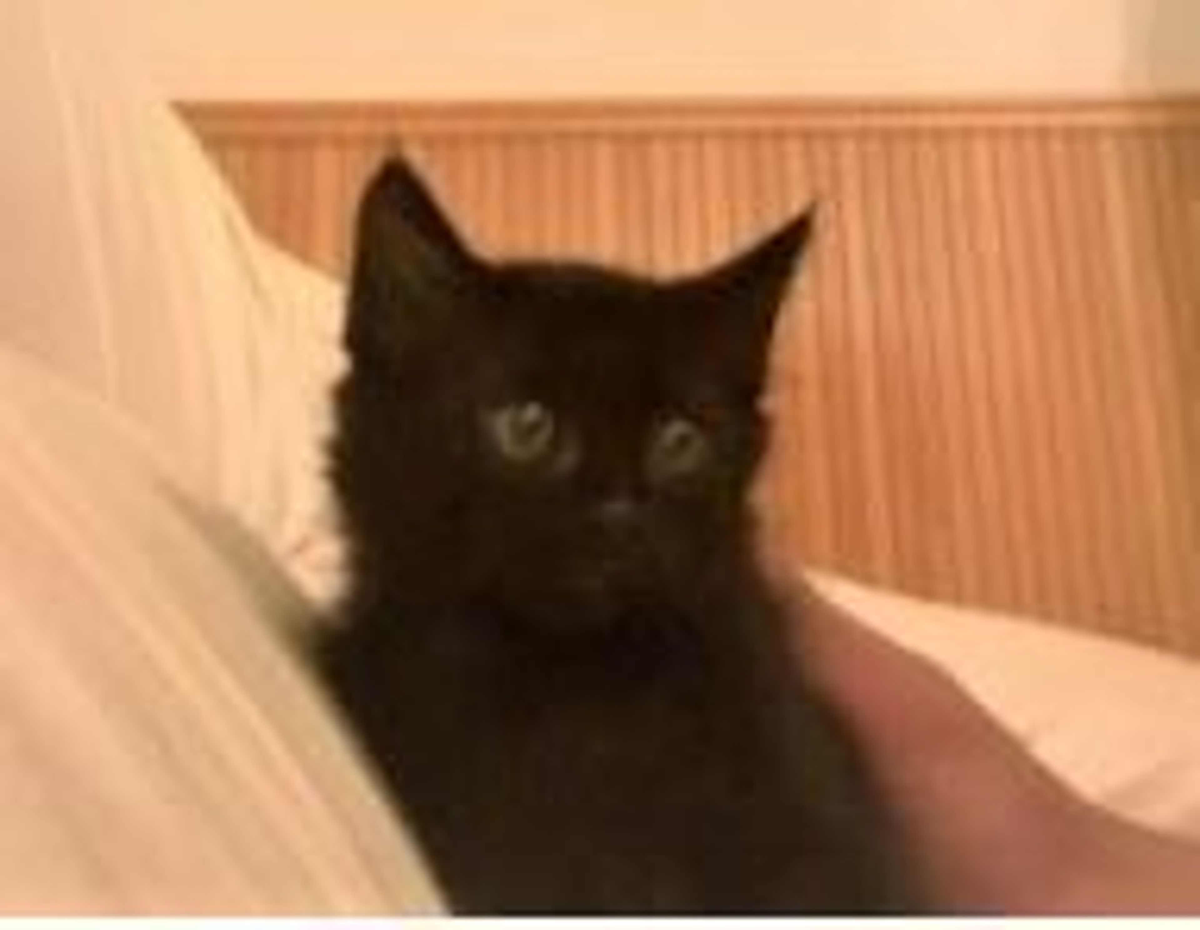雑種（ミックス猫）・オスの里親募集の写真