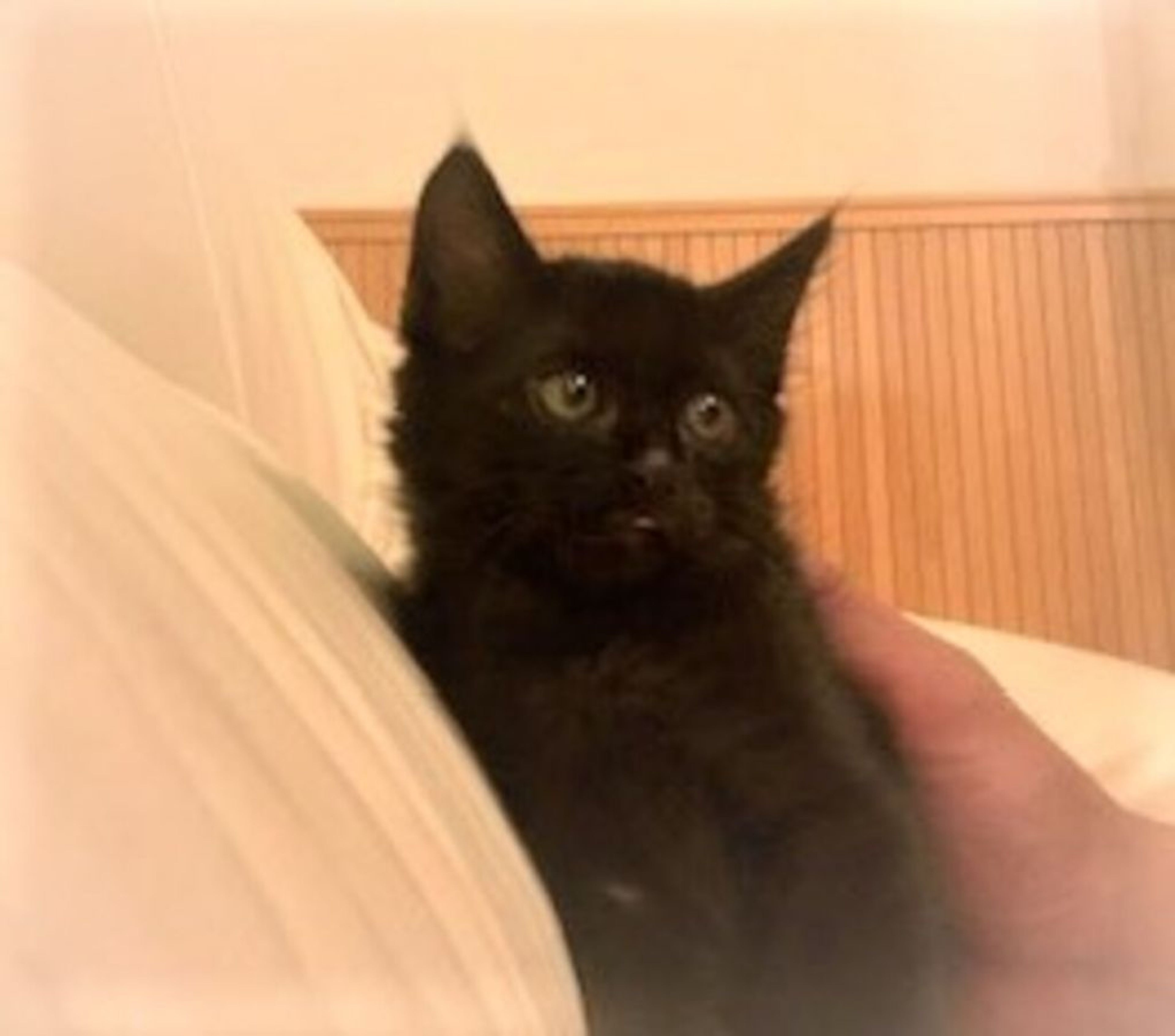 pet-image-3