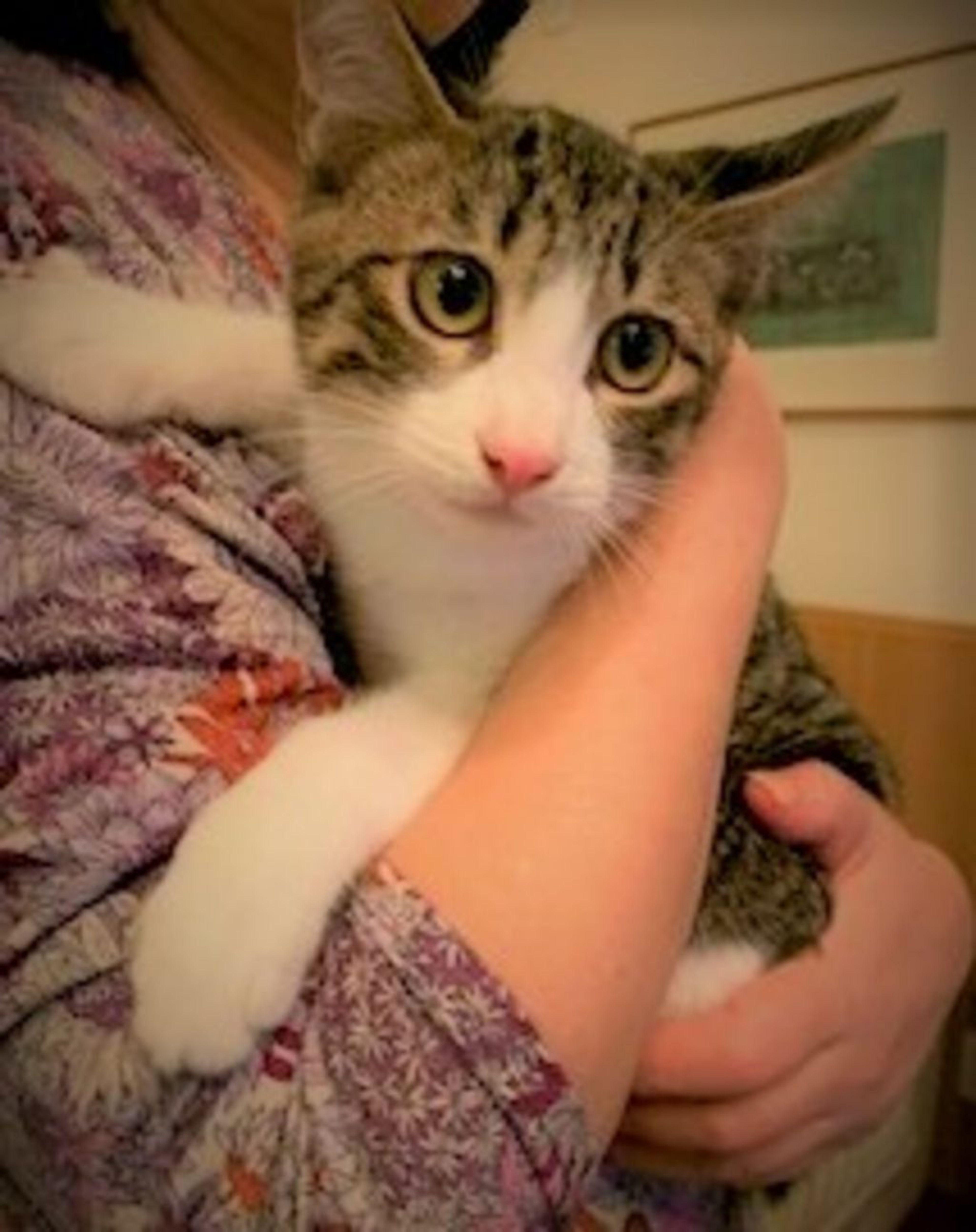 雑種（ミックス猫）・オスの里親募集の写真