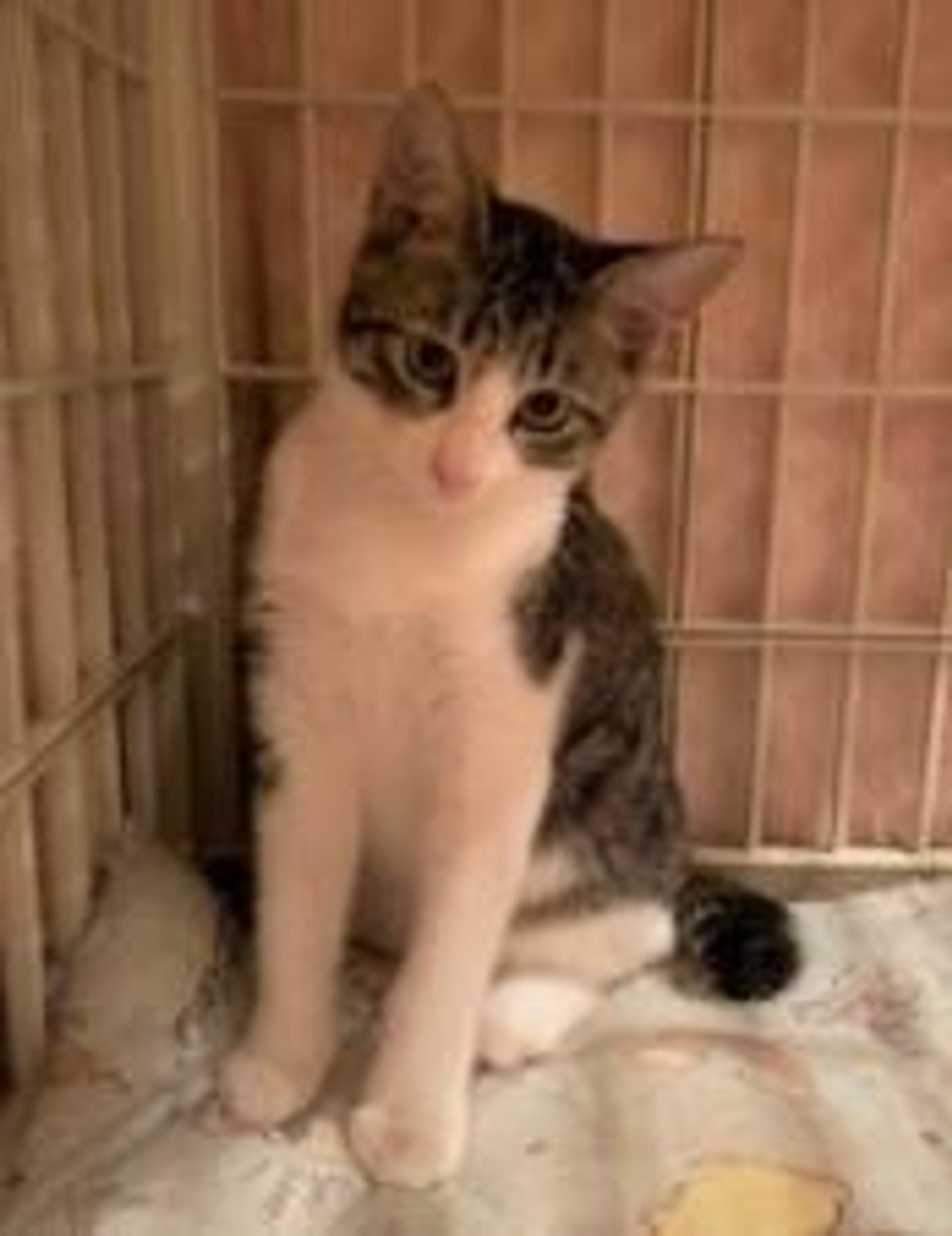 pet-image-2