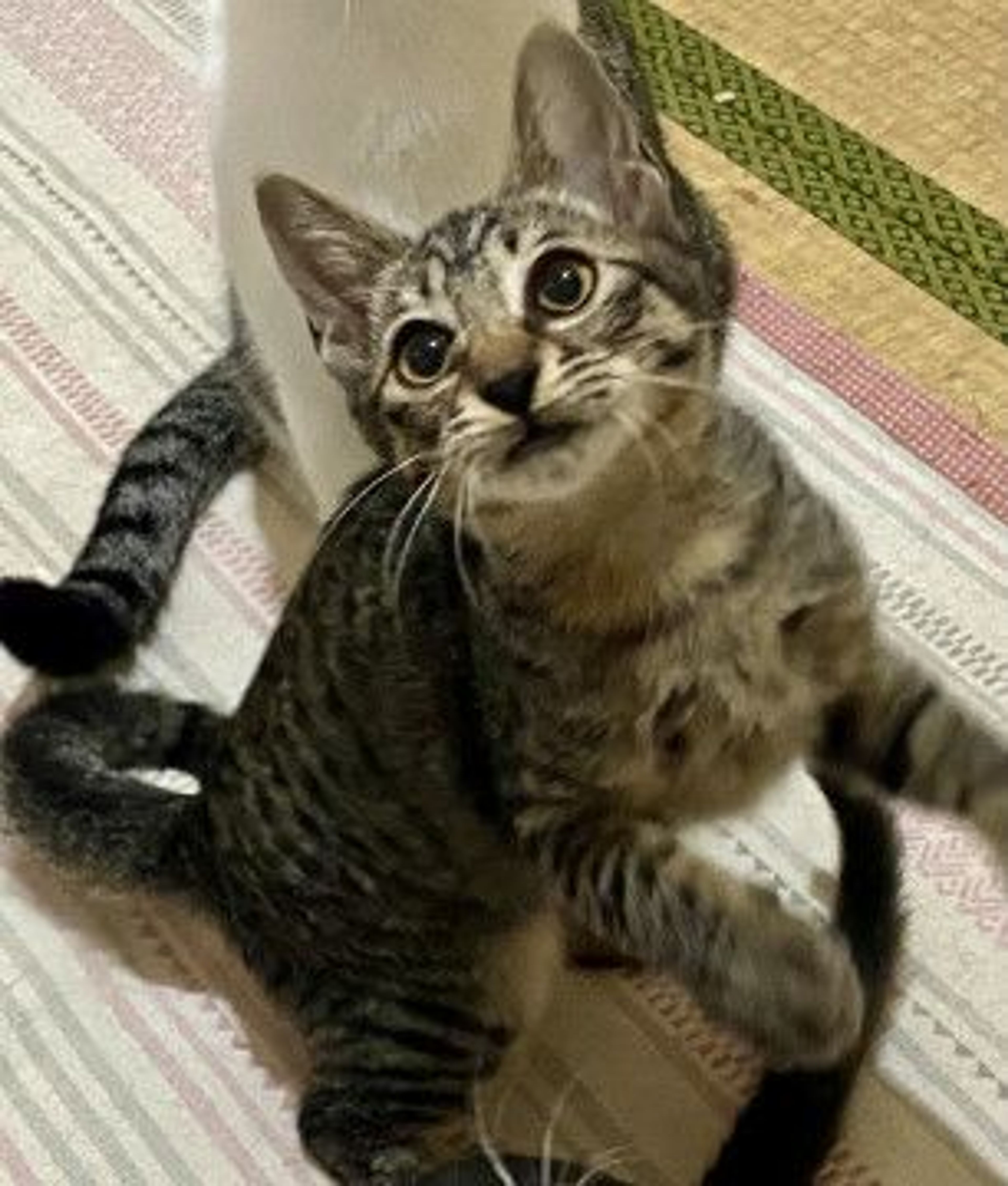 雑種（ミックス猫）・オスの里親募集の写真