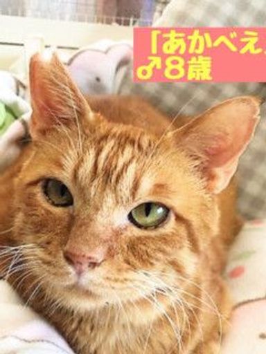 あかべえ【2022/5/31永眠】の写真