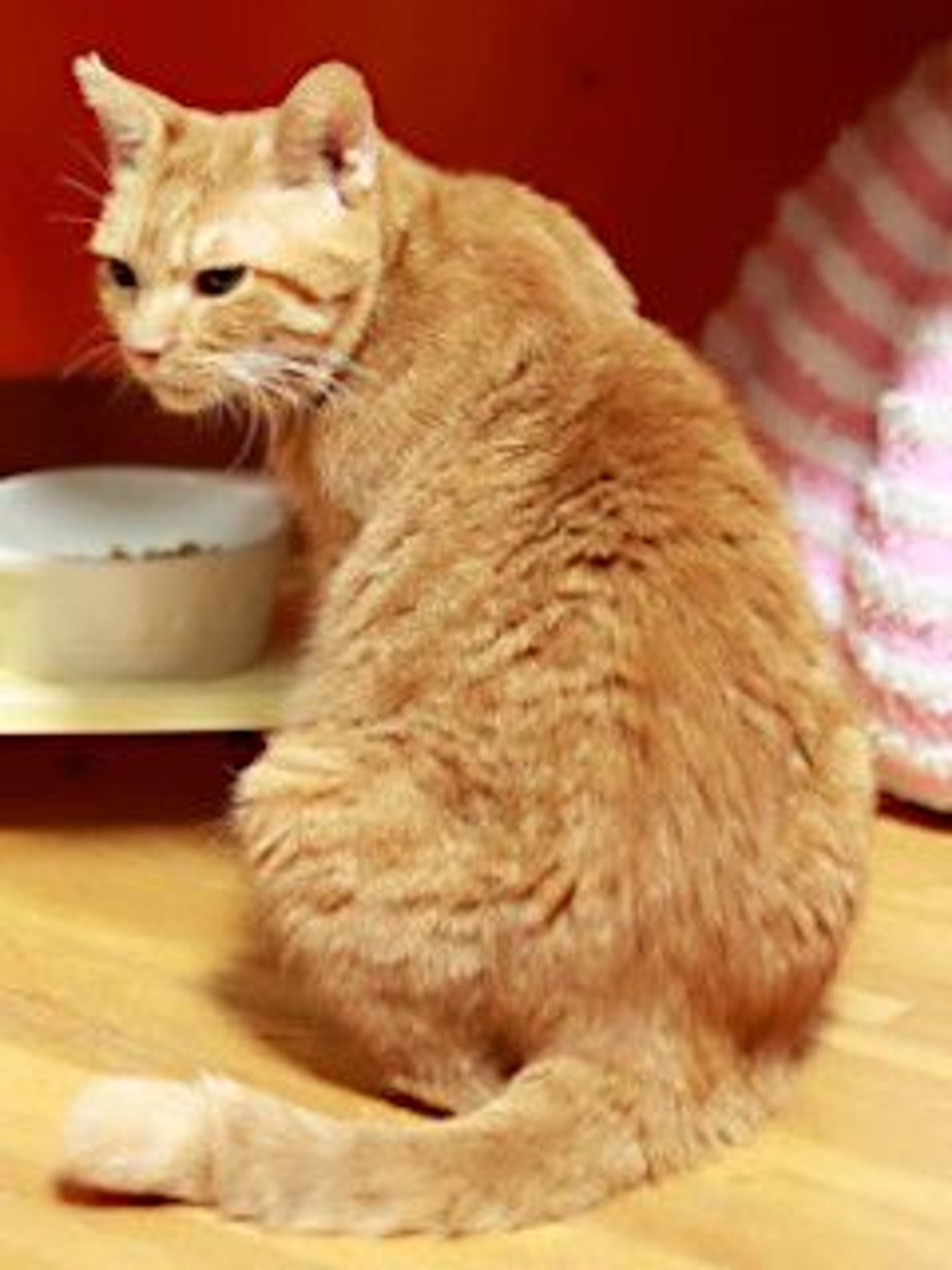 pet-image-4