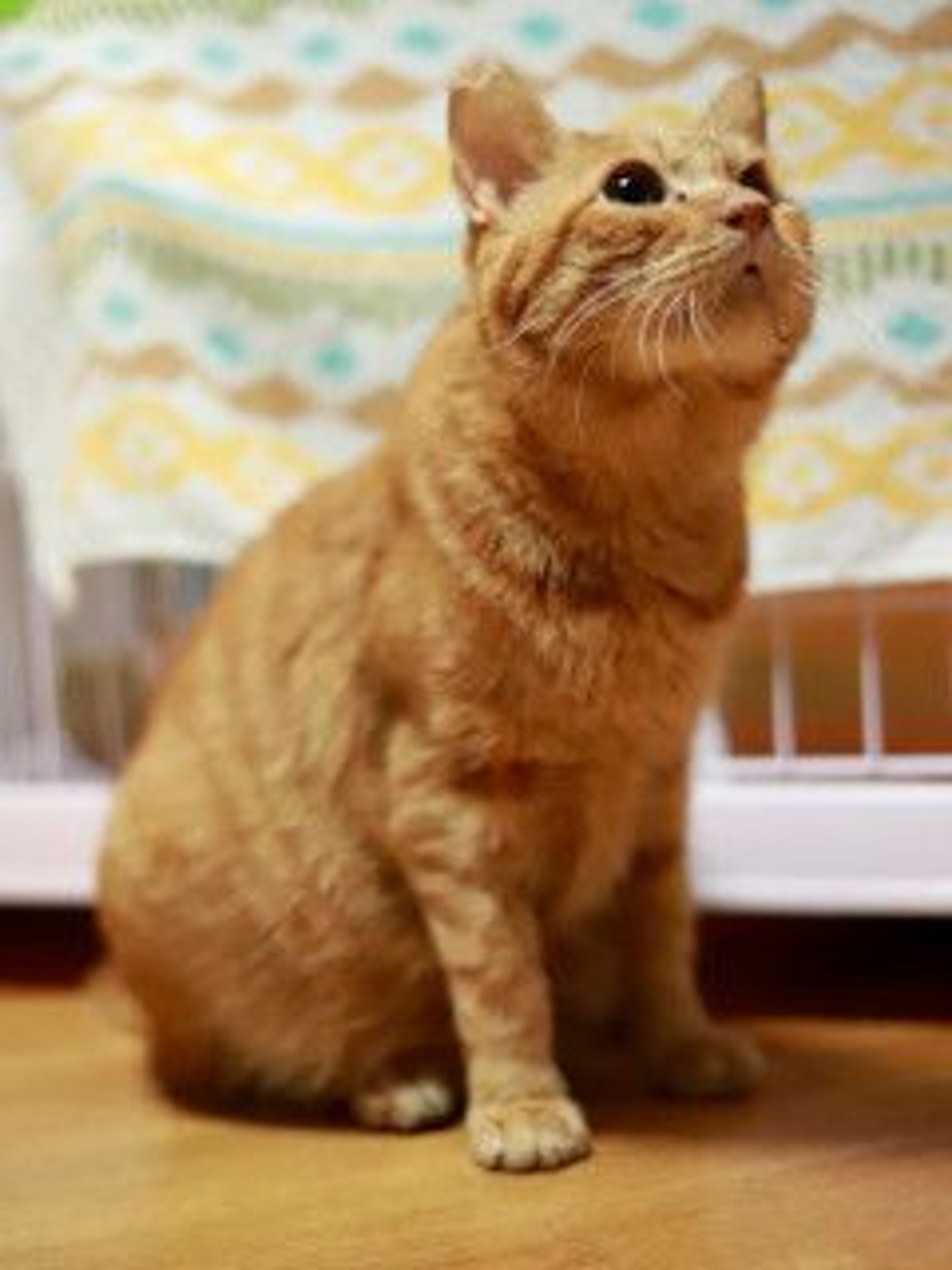 pet-image-5