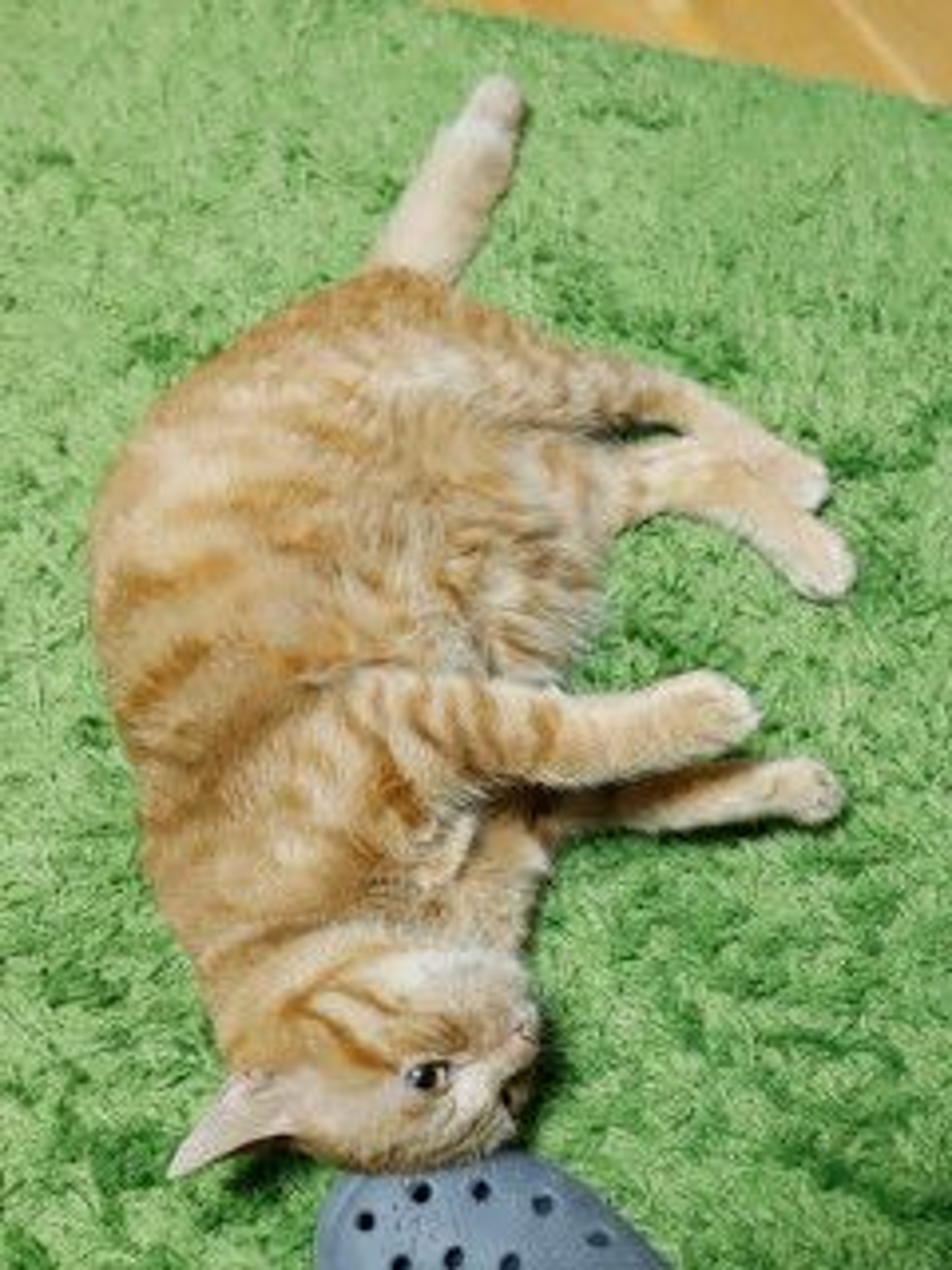 pet-image-6