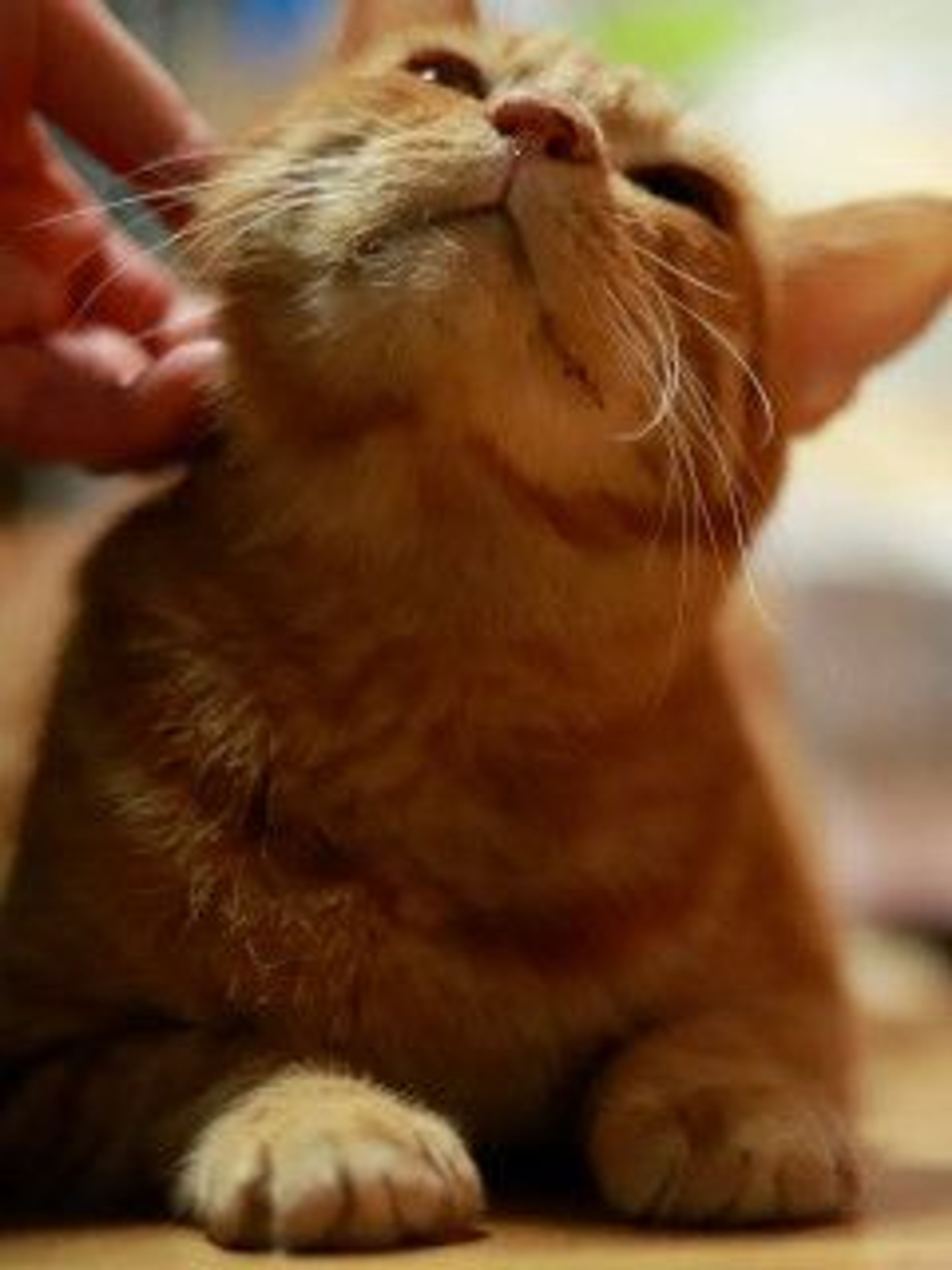 pet-image-7