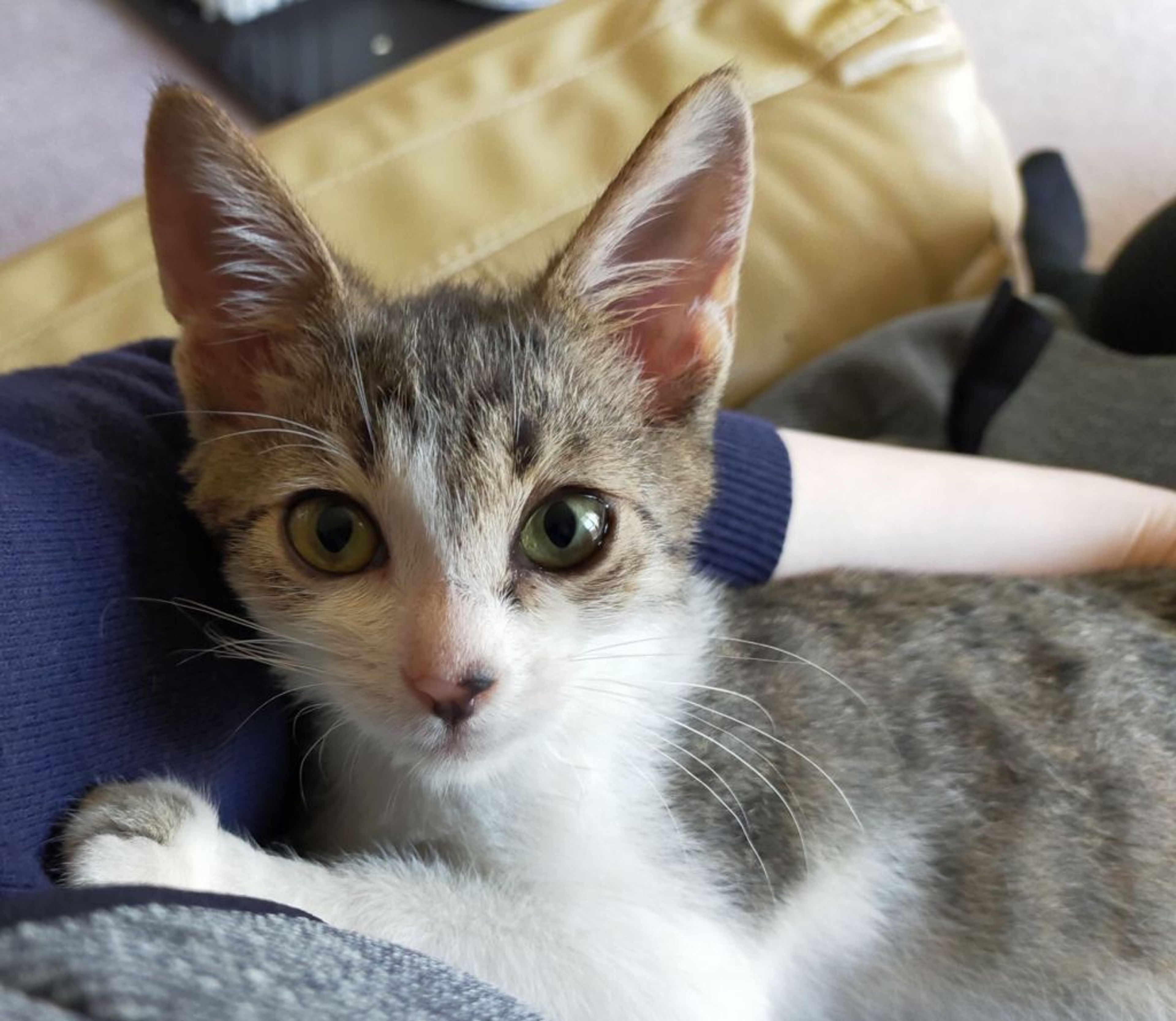 雑種（ミックス猫）・オスの里親募集の写真