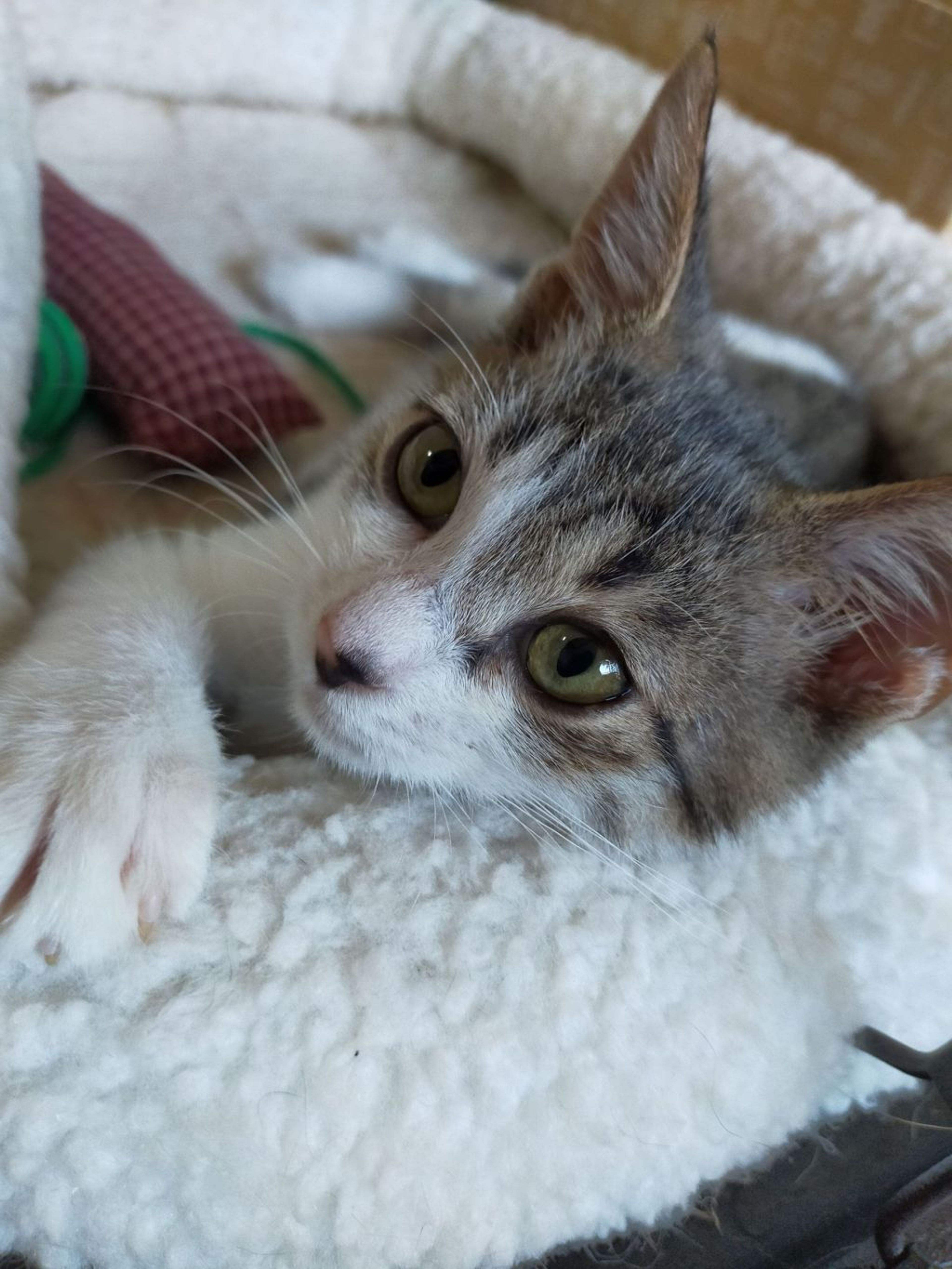 pet-image-2